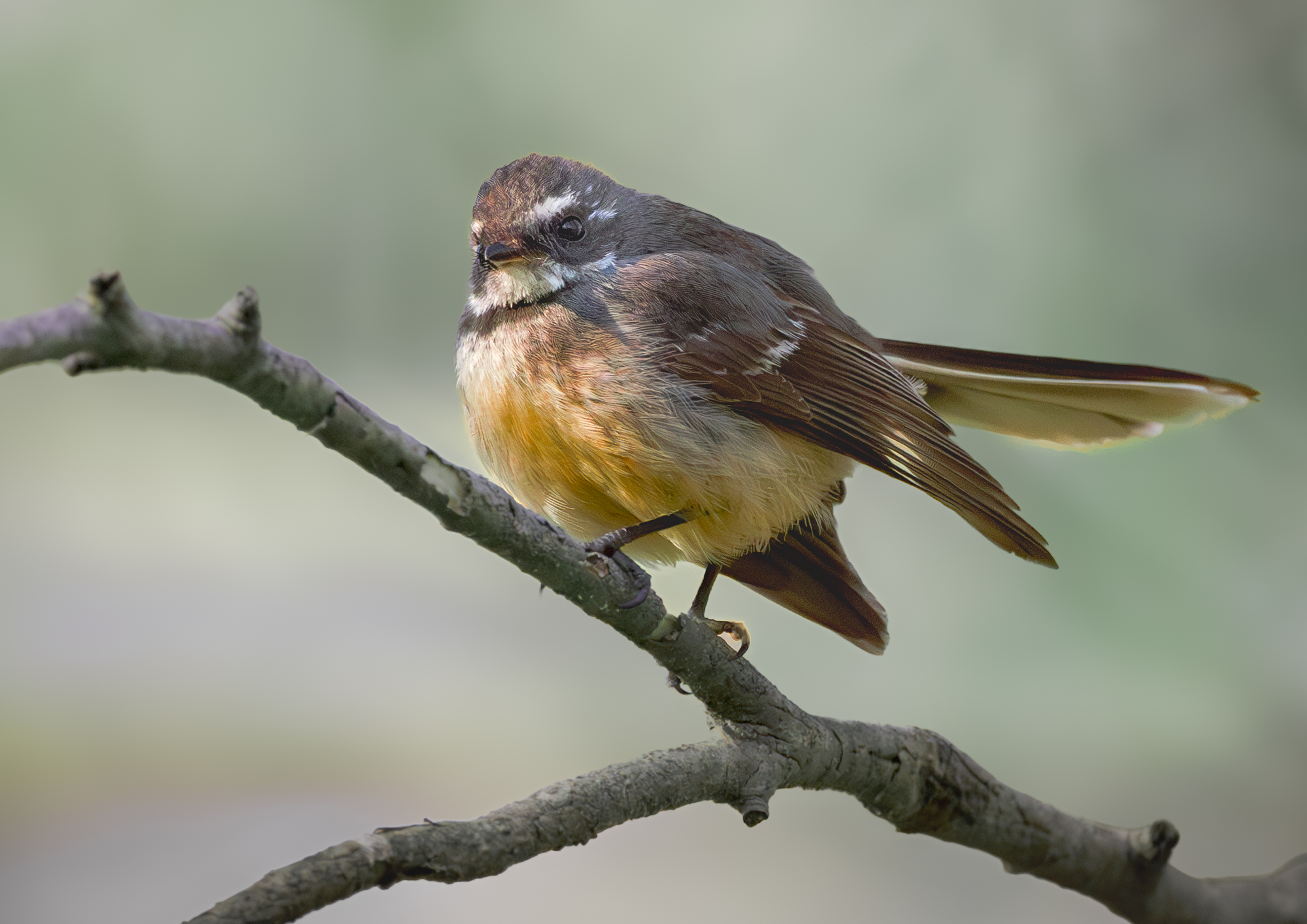 Grey Fantail : Rhipidura albiscapa