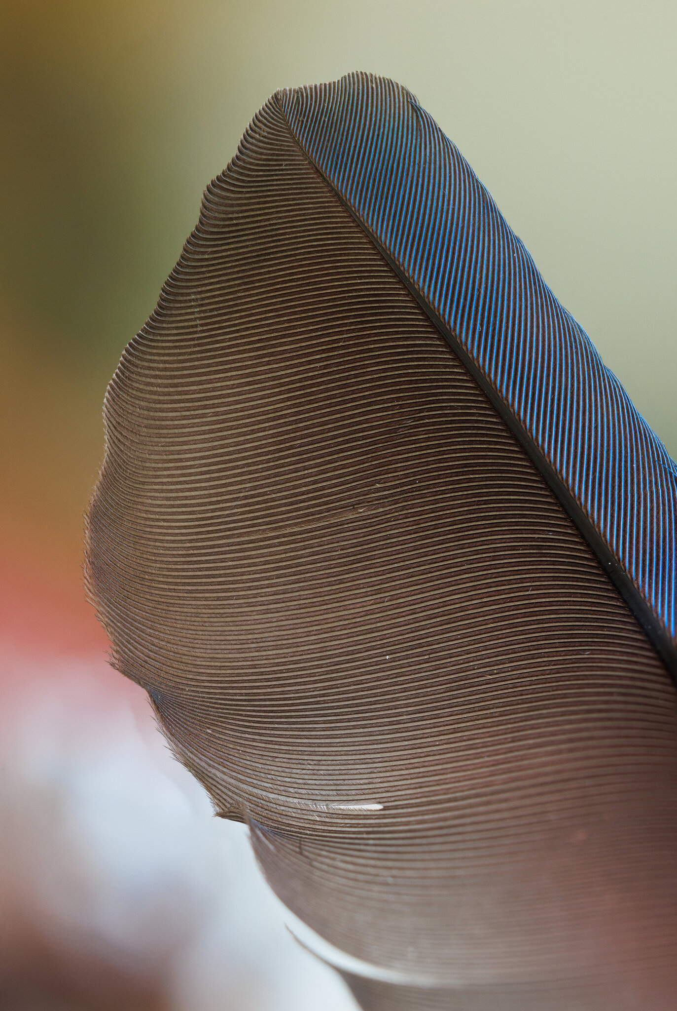 Feather.jpg