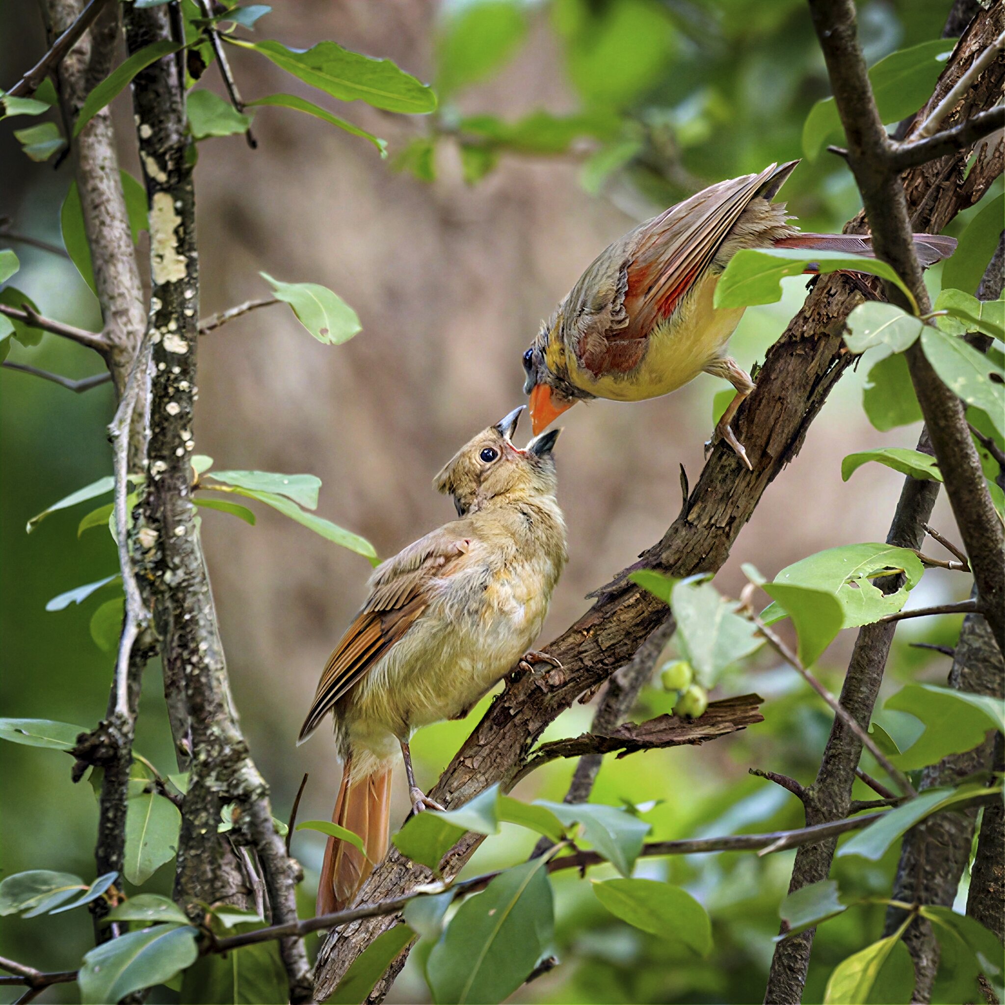 Feeding.jpg