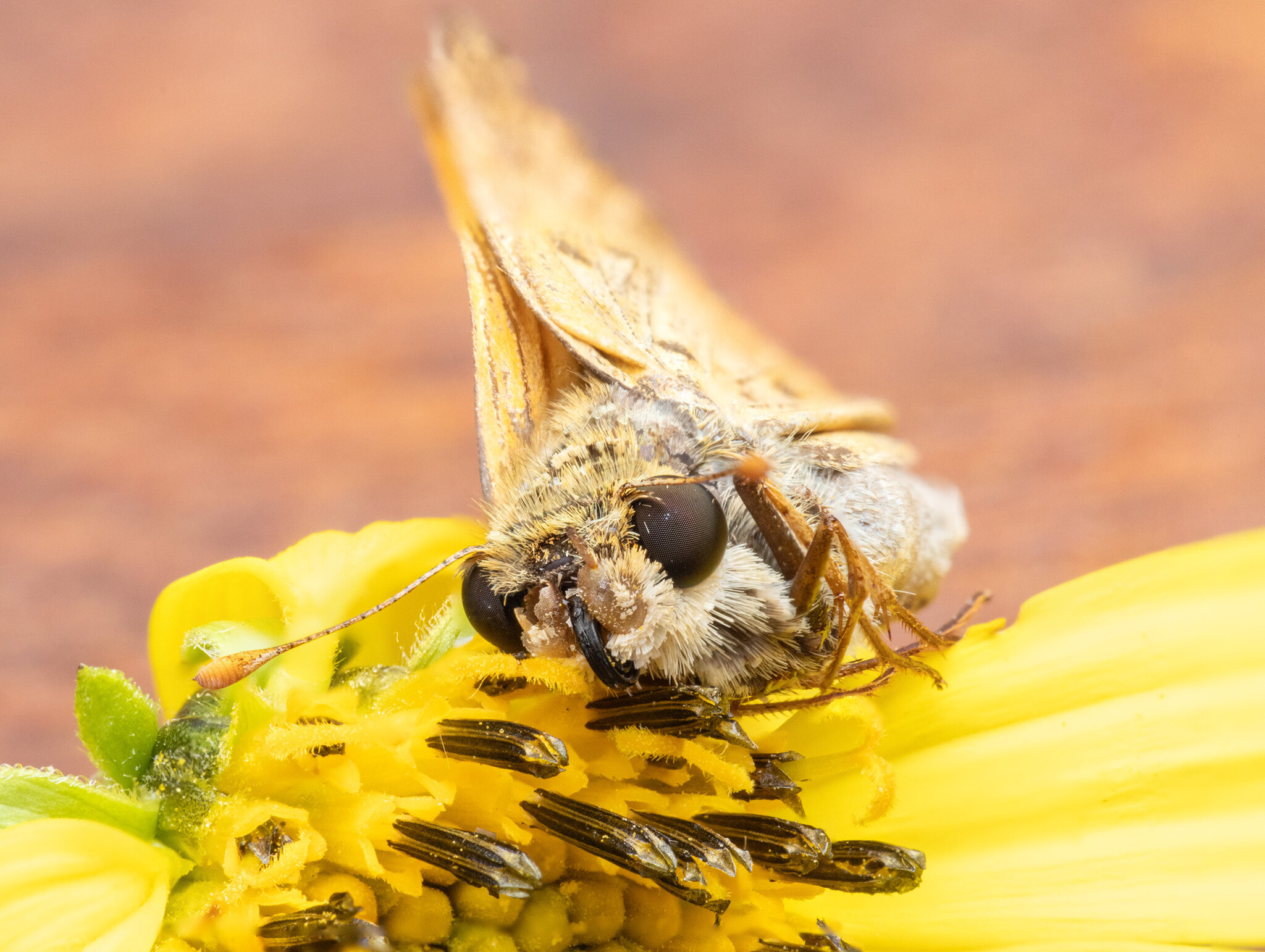 Fiery skipper.jpg