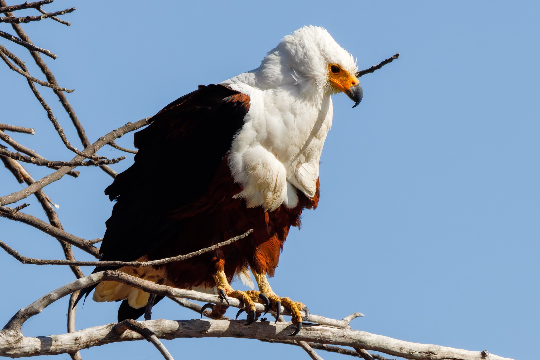 Fish Eagle looking for fish.jpg