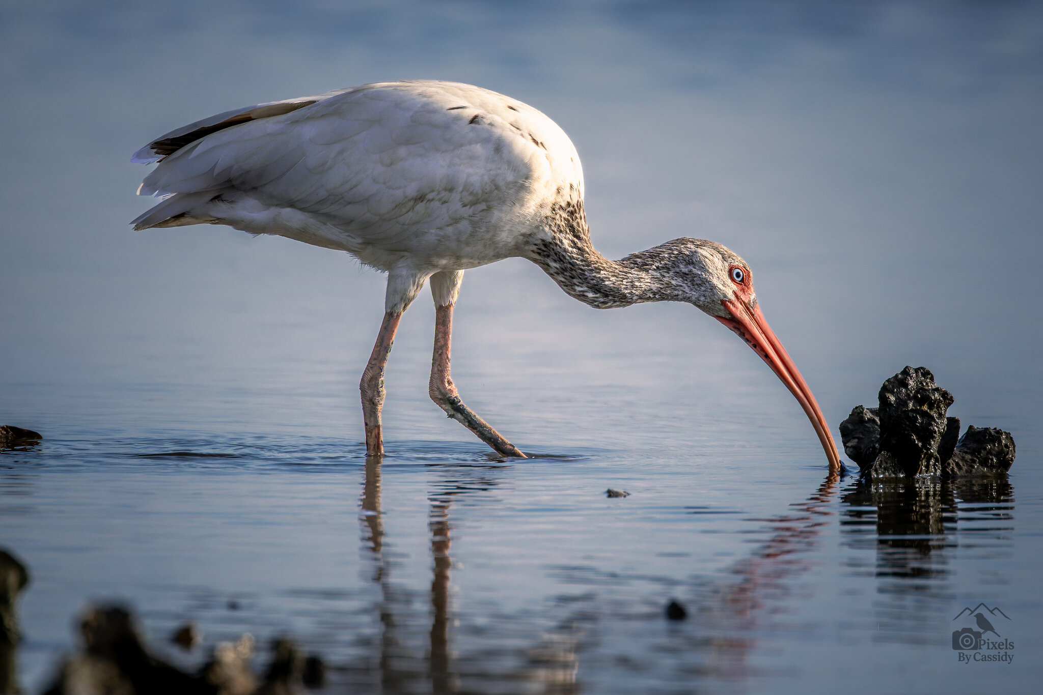 FloridaWhiteIbis-2.jpg