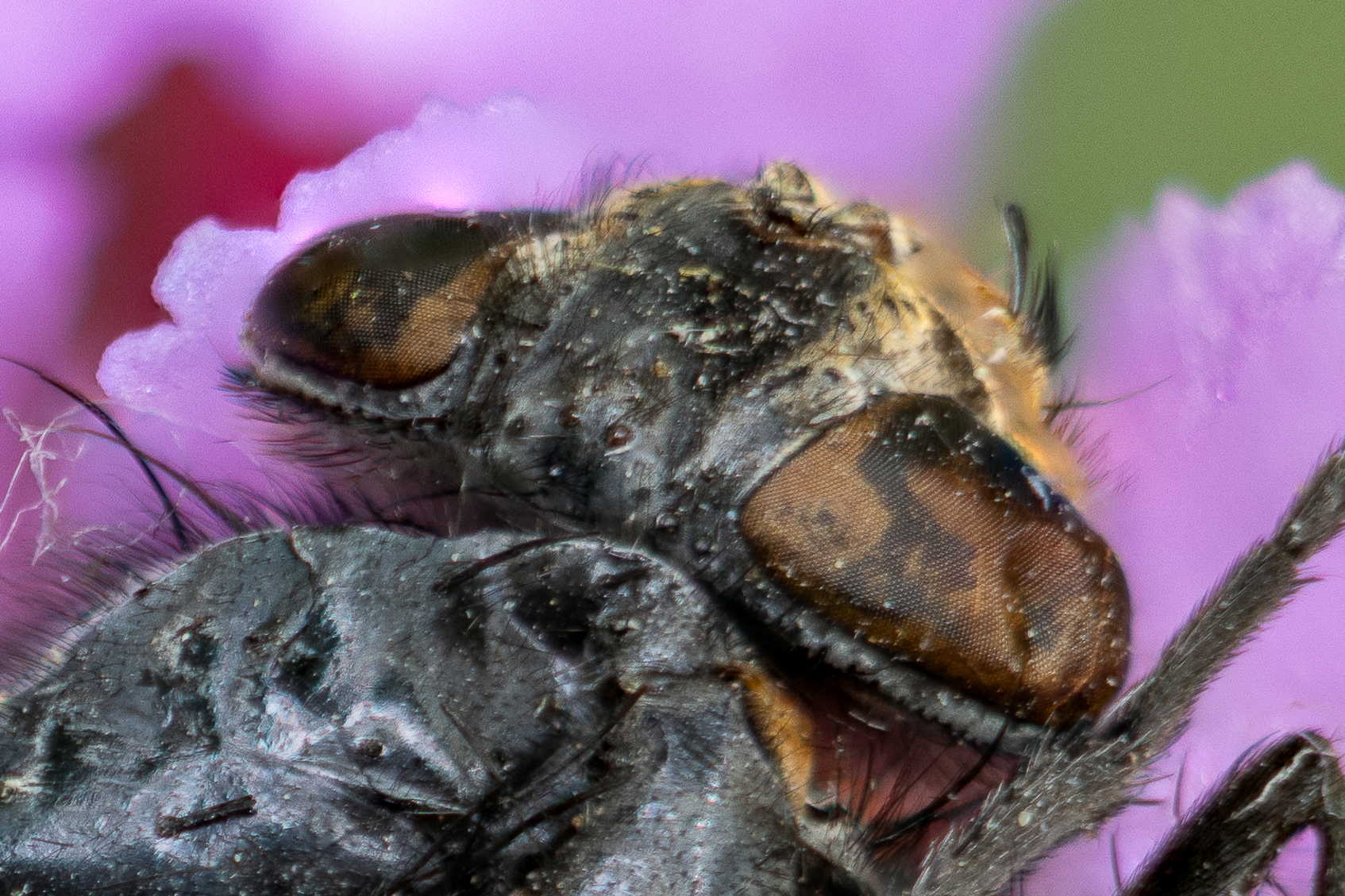 Fly-200.jpg