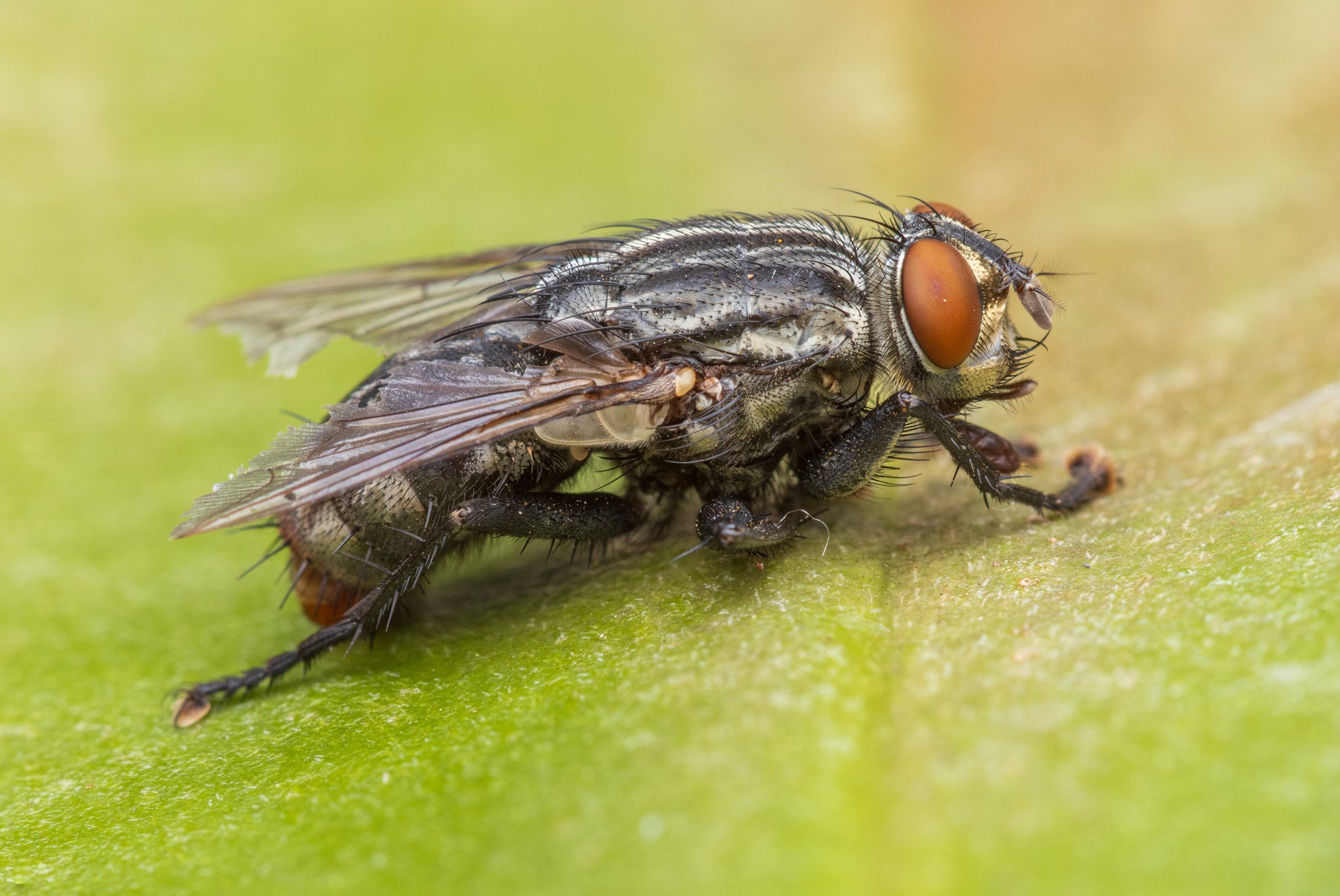 Fly2.jpg