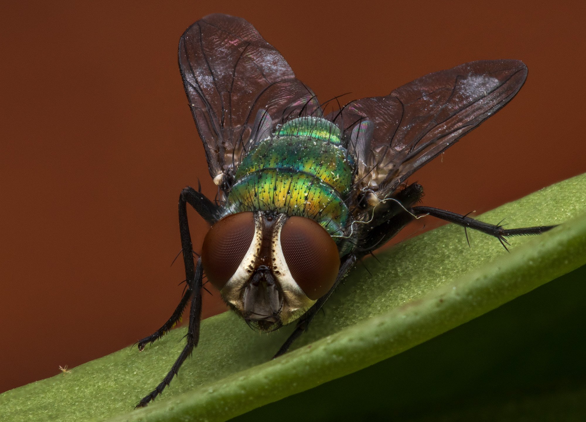 fly4.jpg