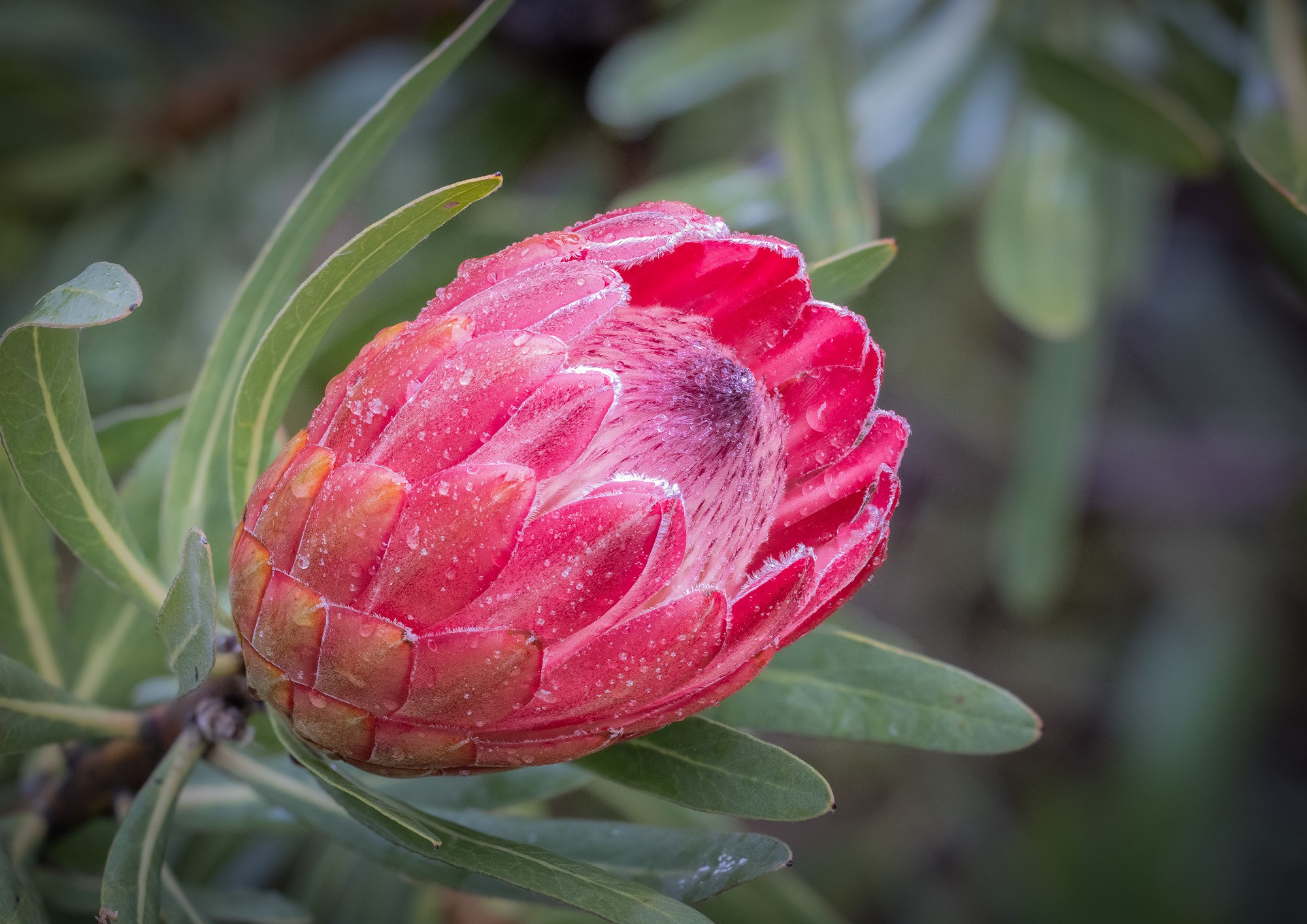 Protea neriifolia