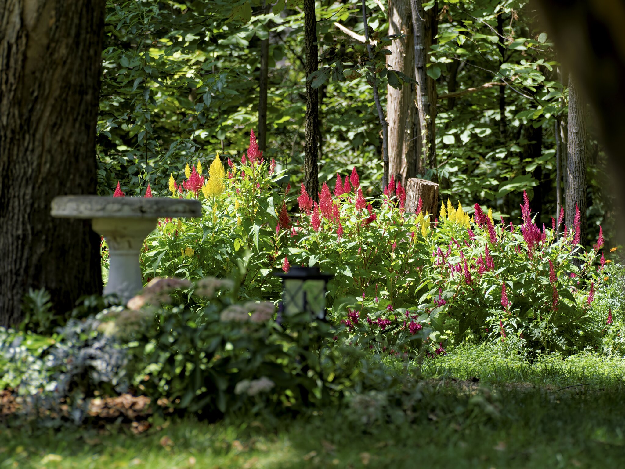 Garden.jpg