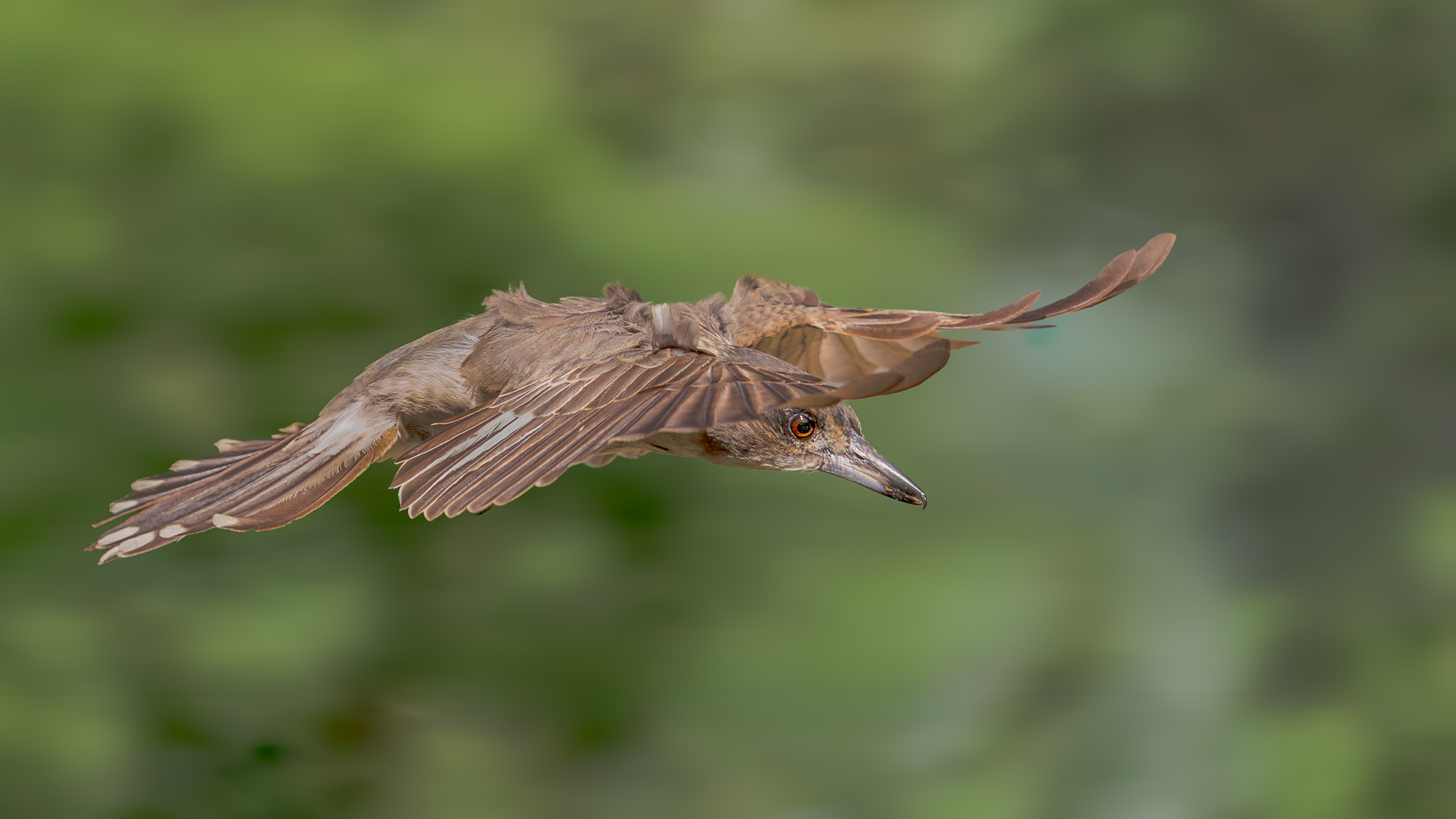 Juvenile Grey Butcherbird
