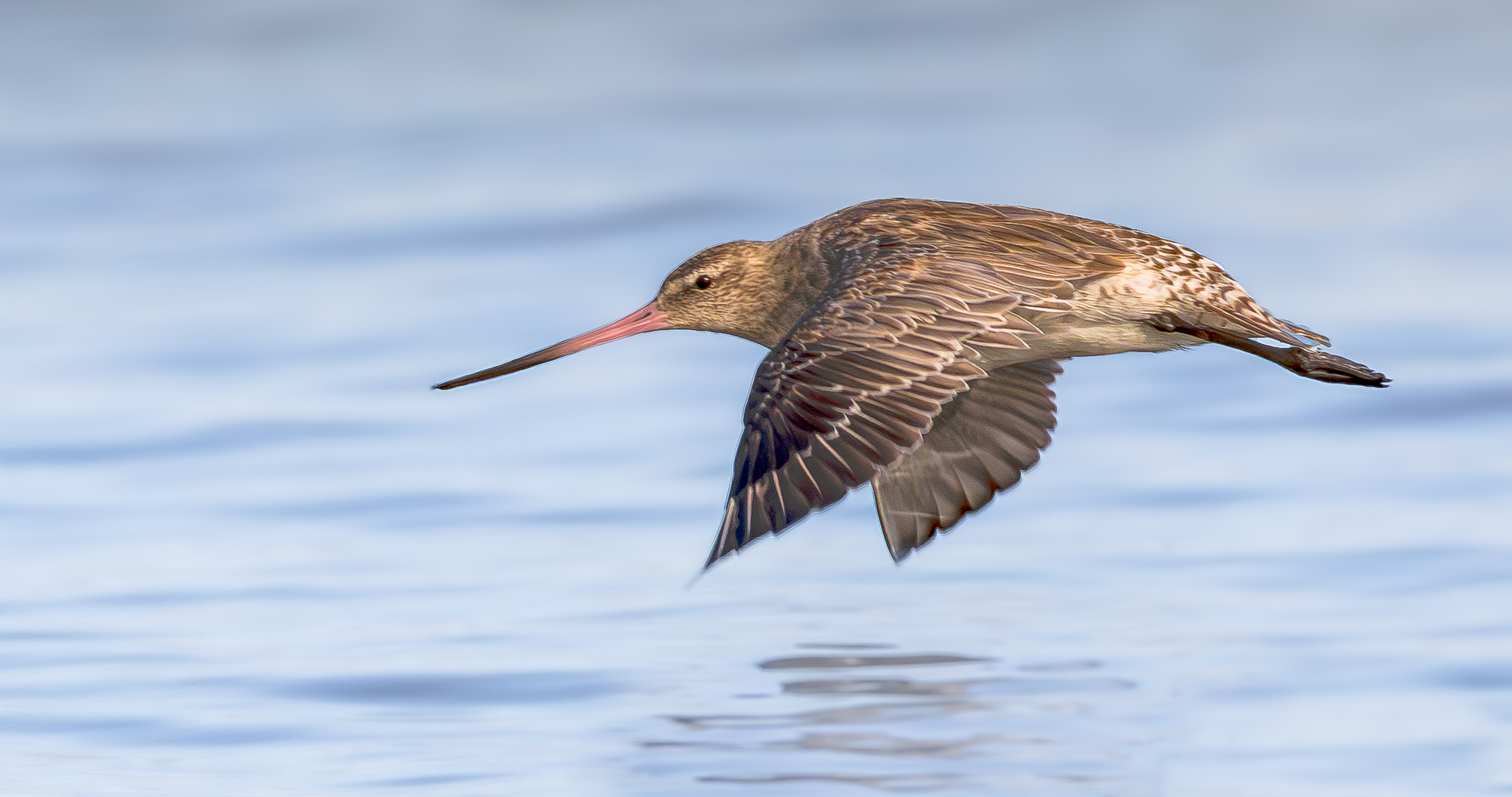 Bar-tailed Godwit