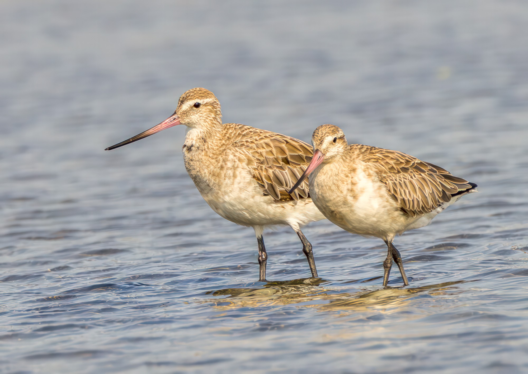 Bar-tailed Godwits : Sandgate, Moreton Bay