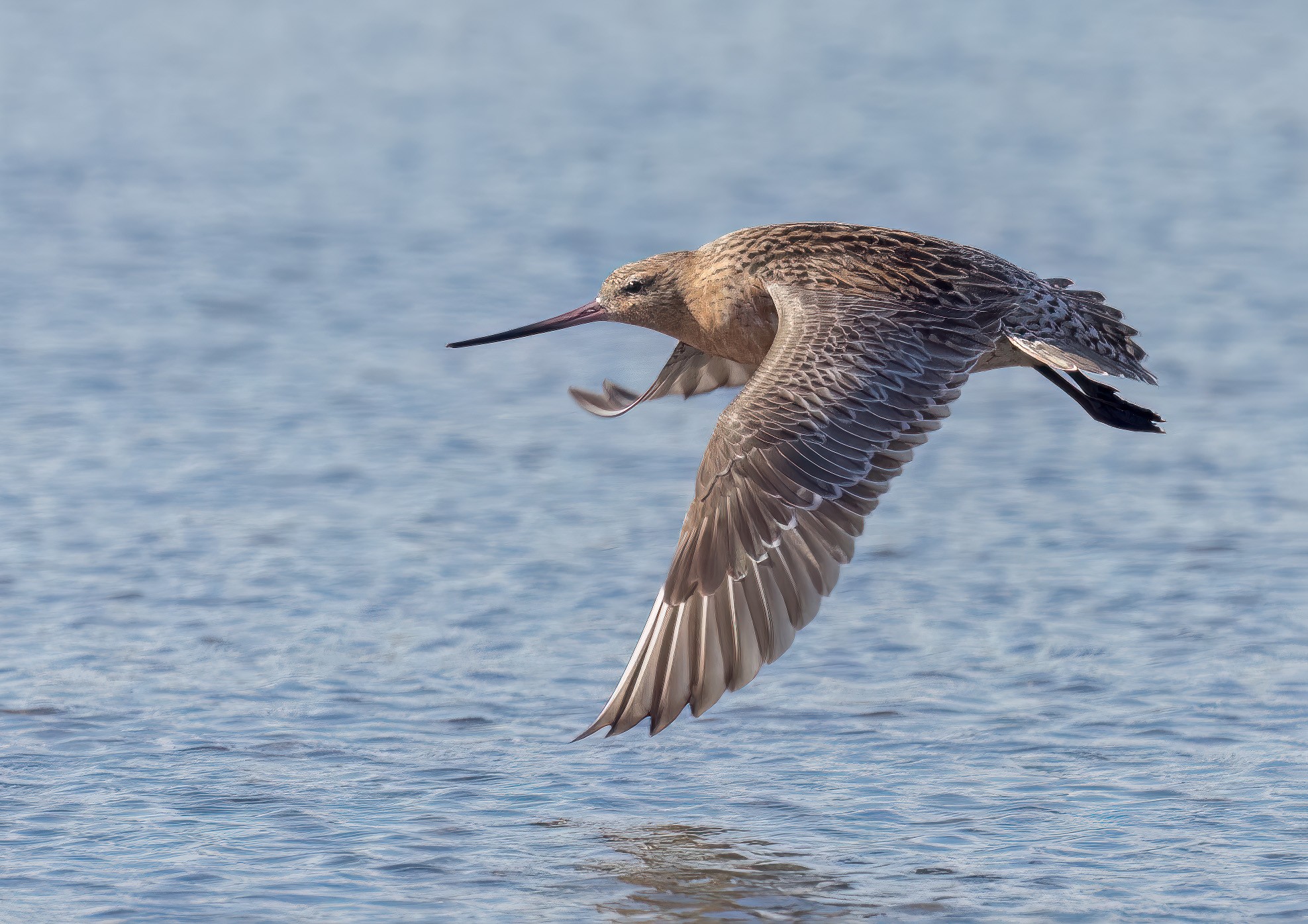 Bar-tailed Godwit : Moreton Bay, Queensland