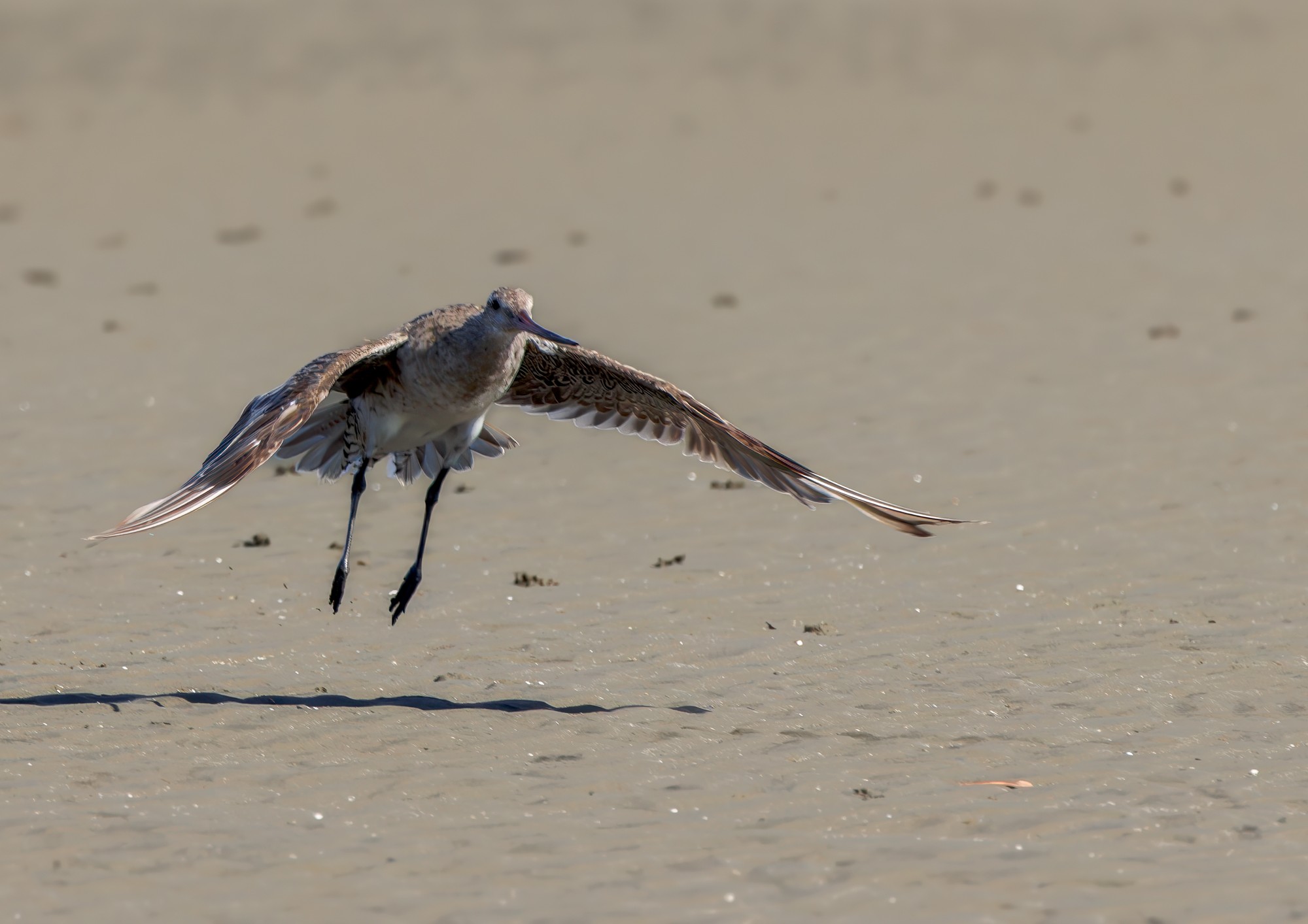 Bar-tailed Godwit