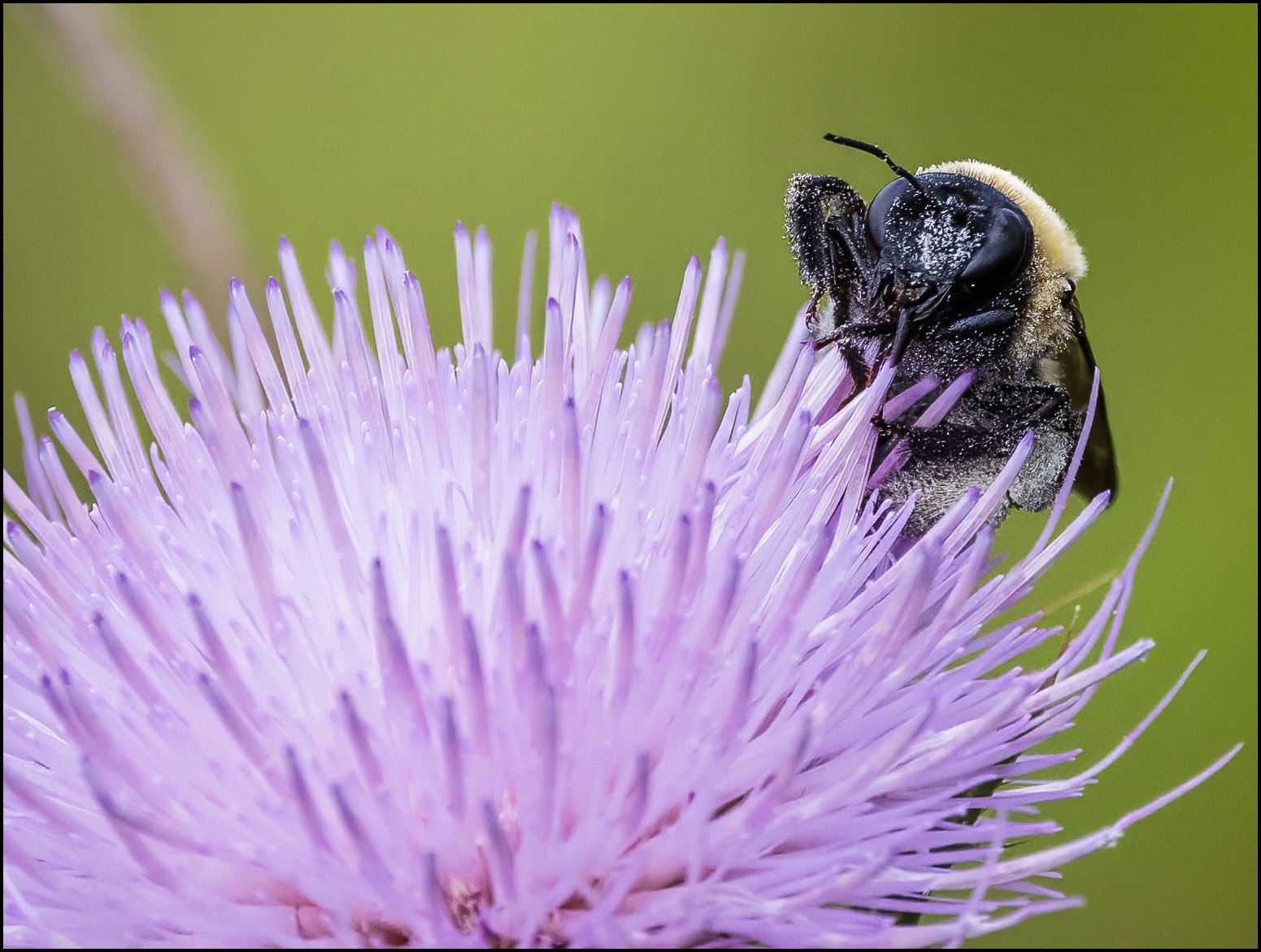 Golden Northern Bumble Bee III.jpg