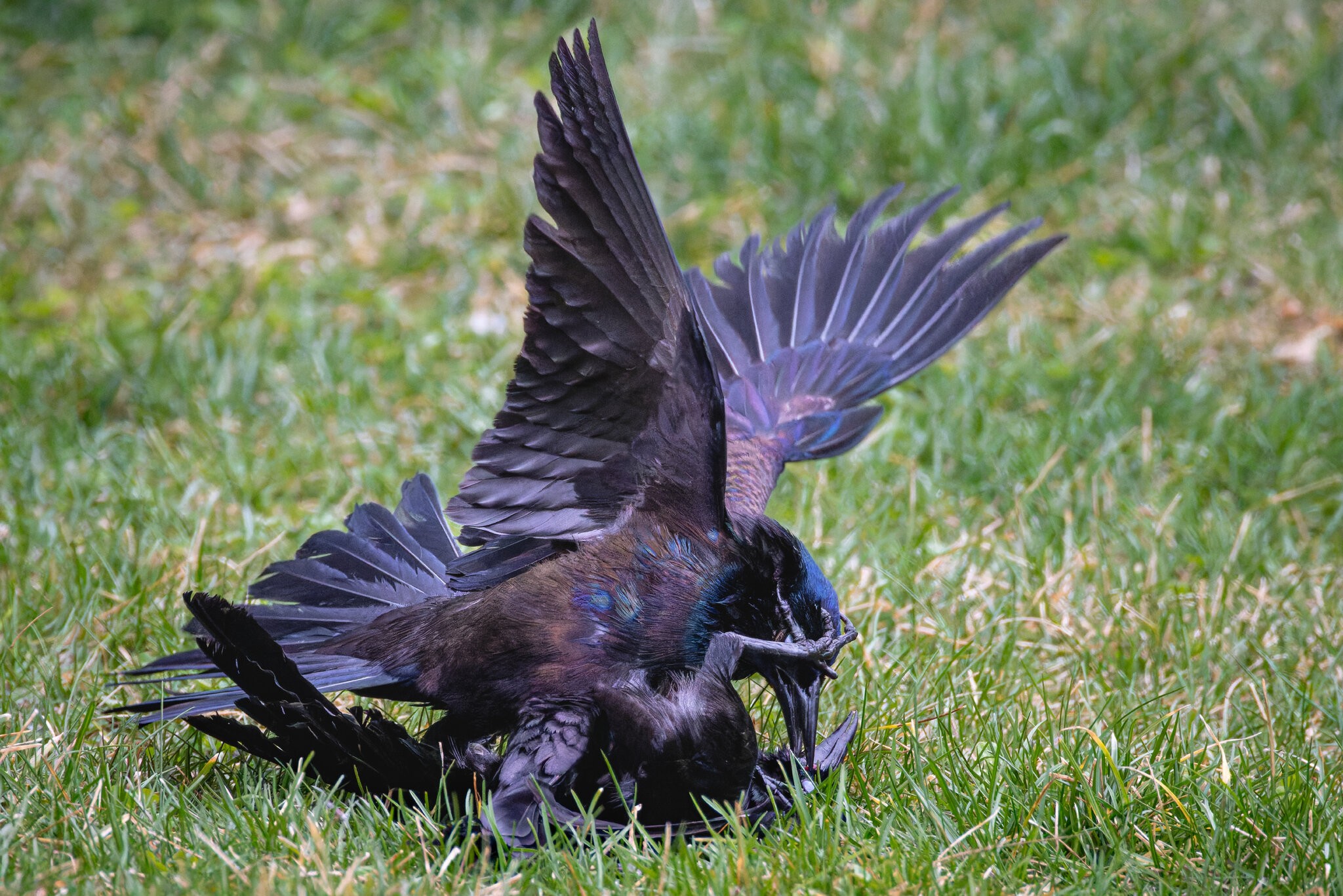 GrapplingGrackles-2.jpg