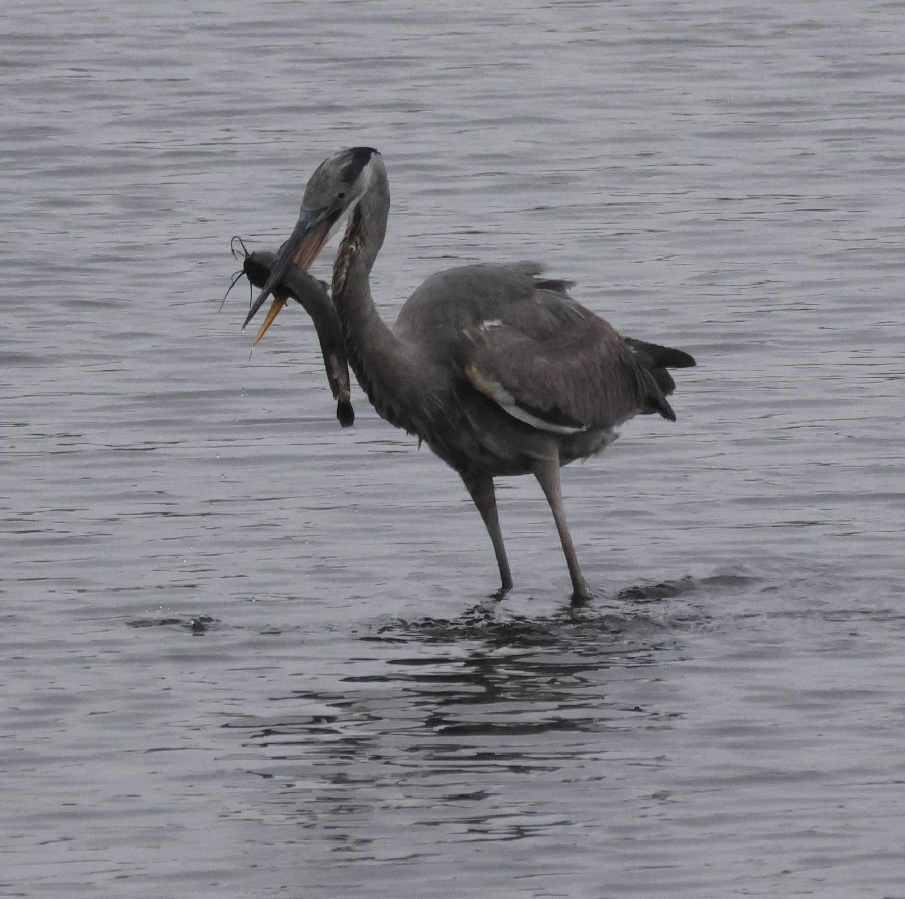 Great Blue Heron fishing 3 - Copy.JPG