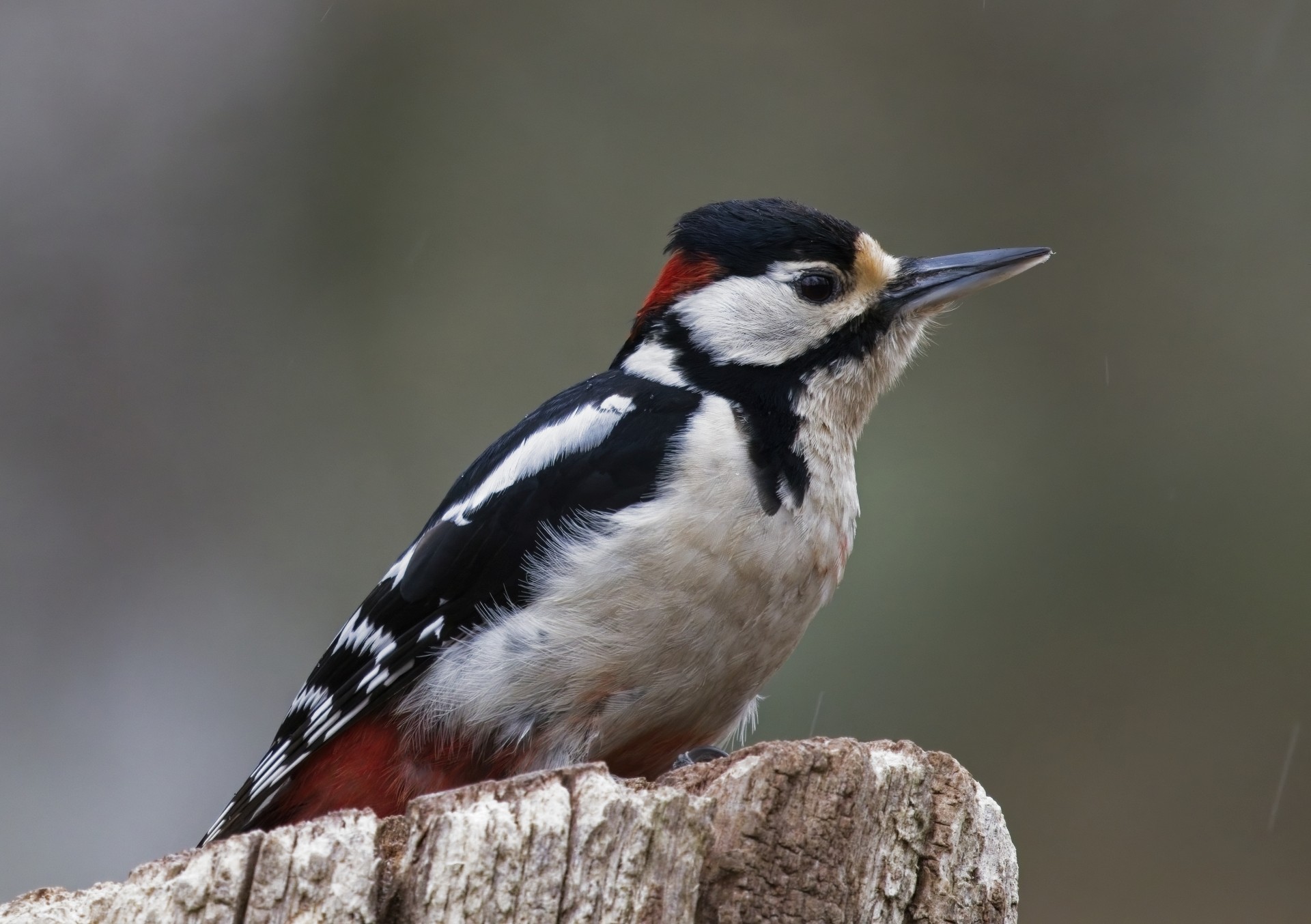 Great Spotted Woodpecker NF 2 sc.jpg
