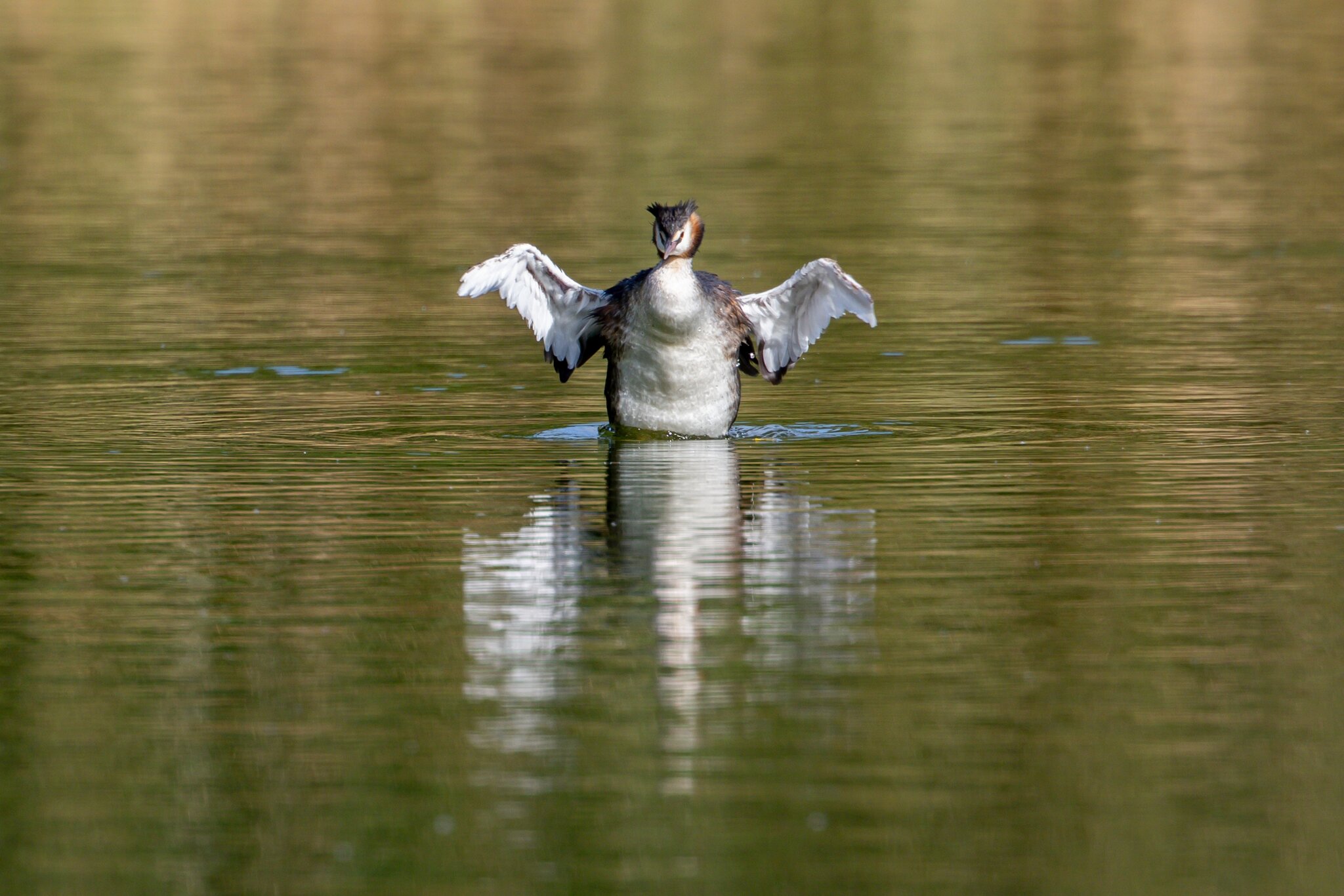 Grebe 03.jpg