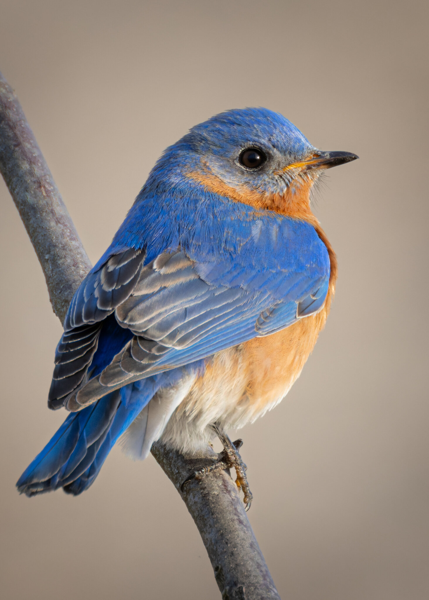 Greenway Bluebird-5.jpg