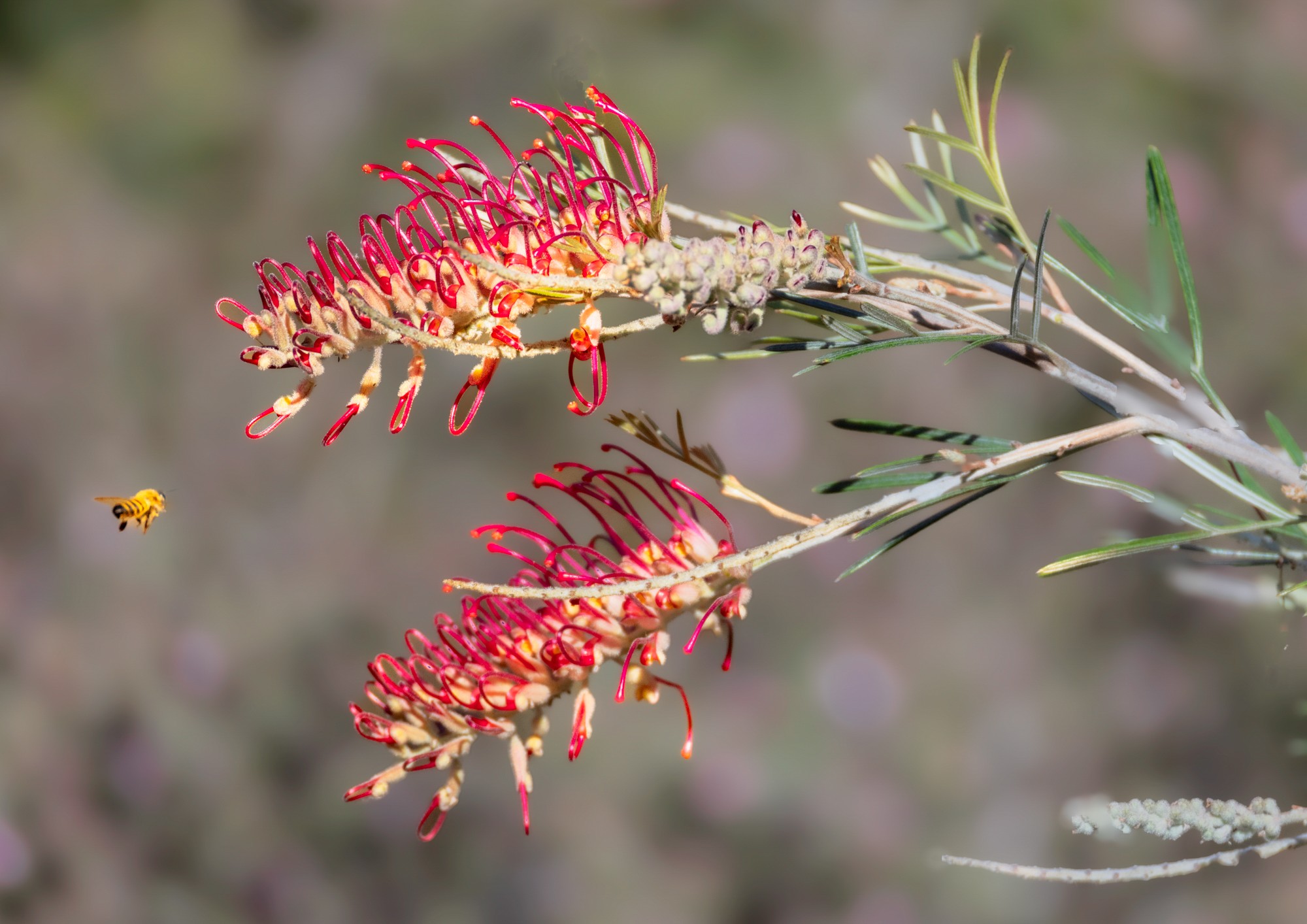 Honey Bee visits Grevillea Blossom