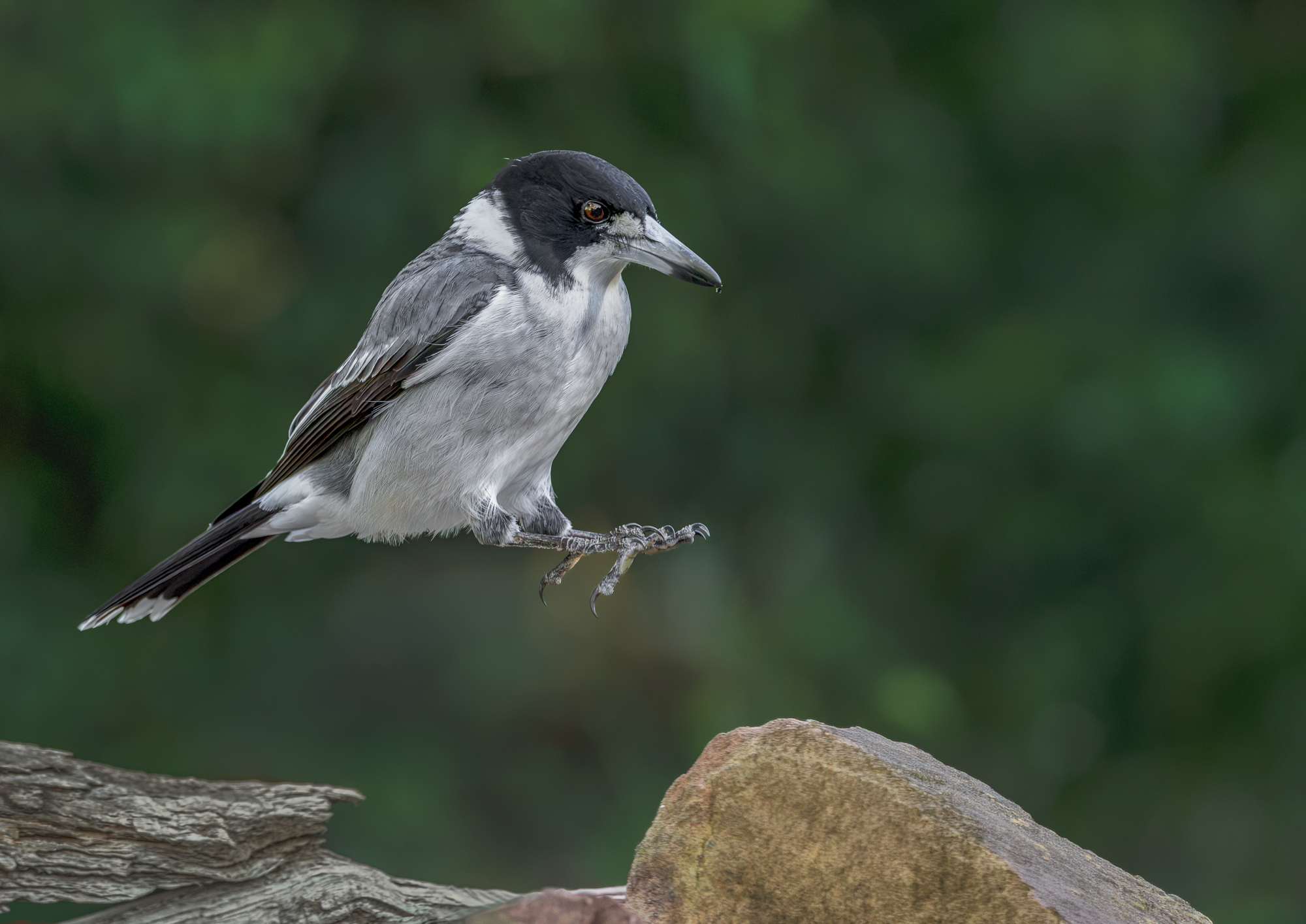 Grey Butcherbird