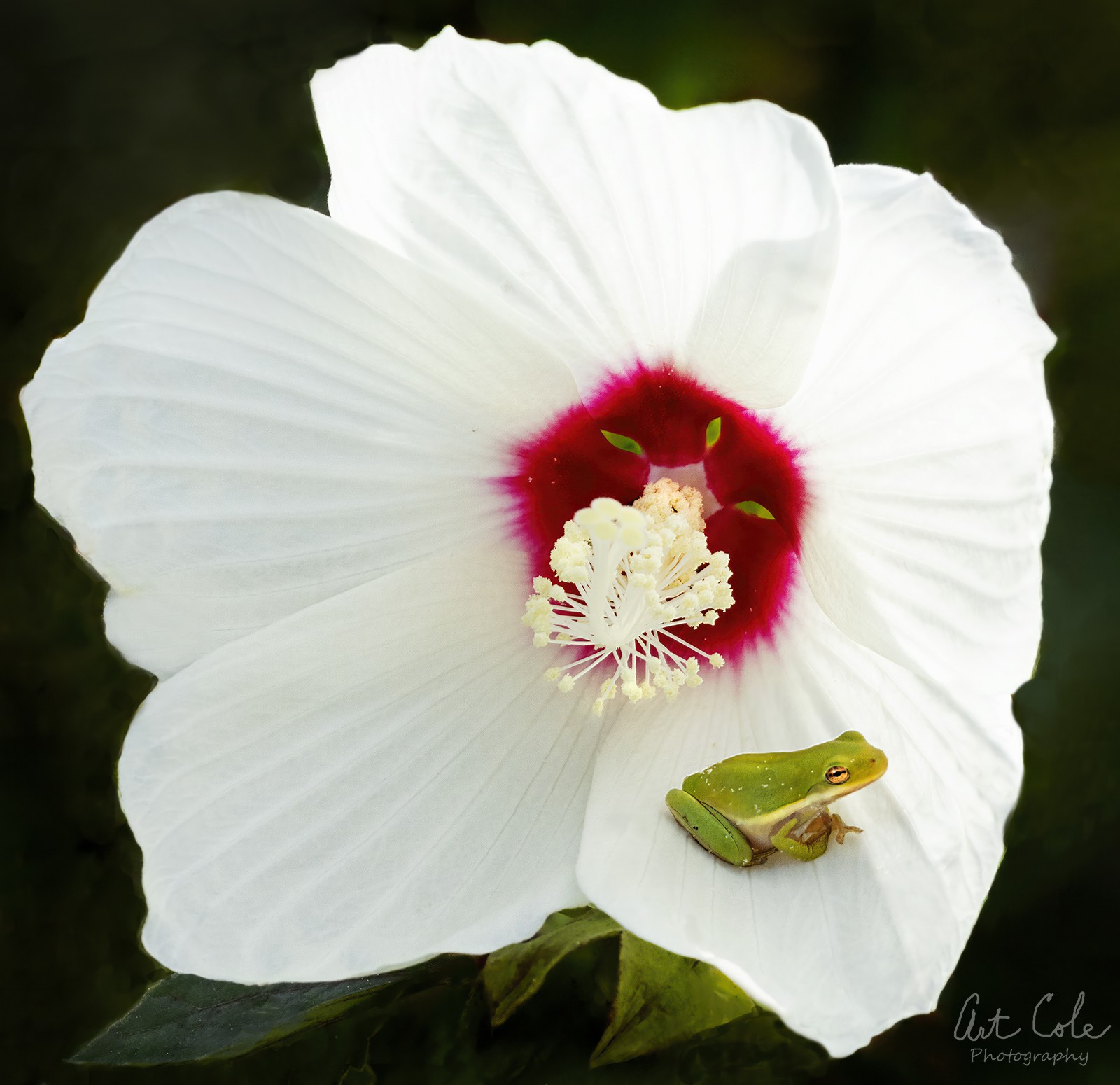 GTFinRoseMallow2Small.jpg