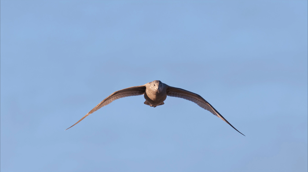 Gull in Flight.gif