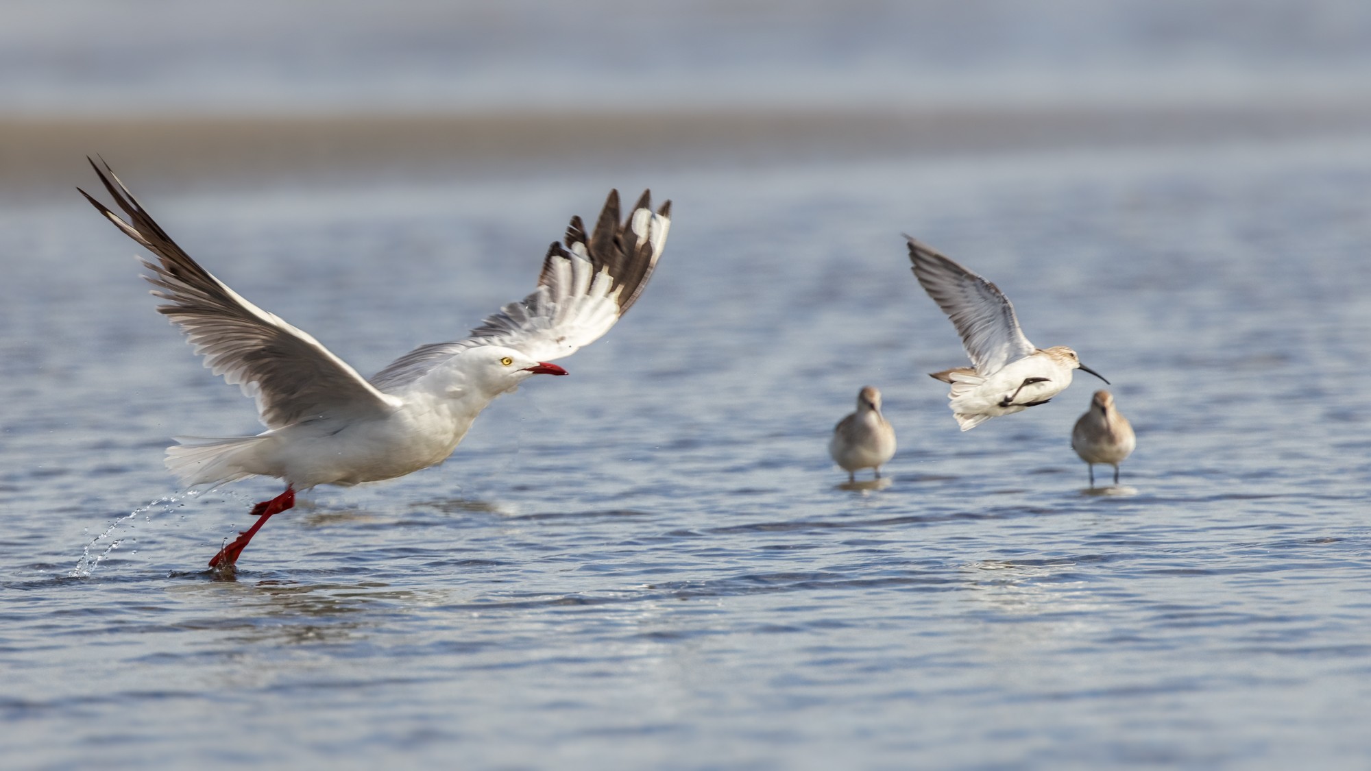 Silver Gull and Curlew Sandpiper