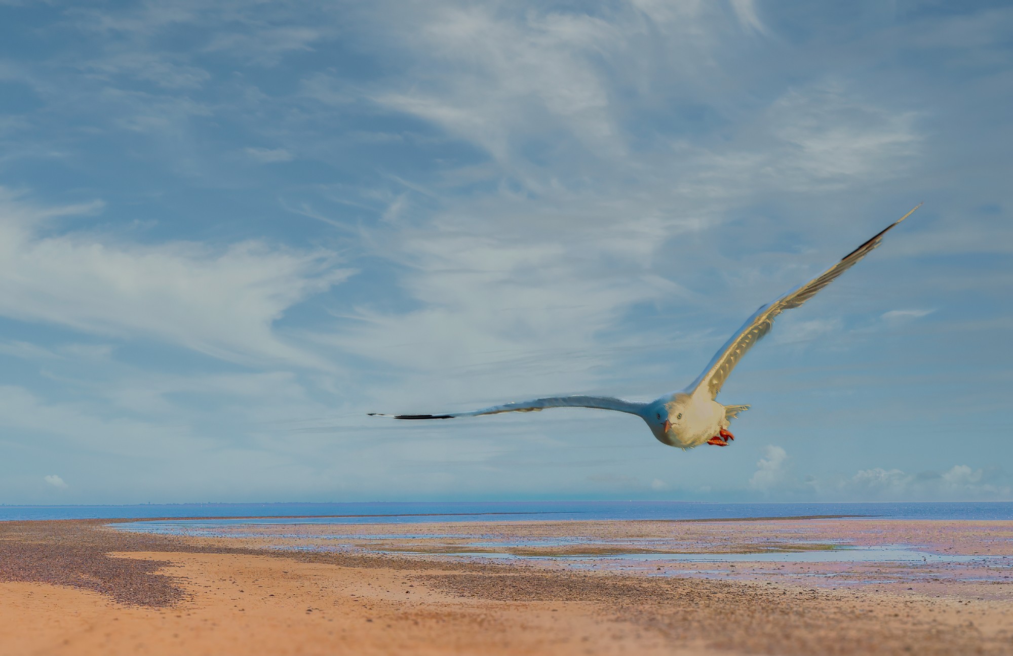 Silver Gull : Moreton Bay, Queensland