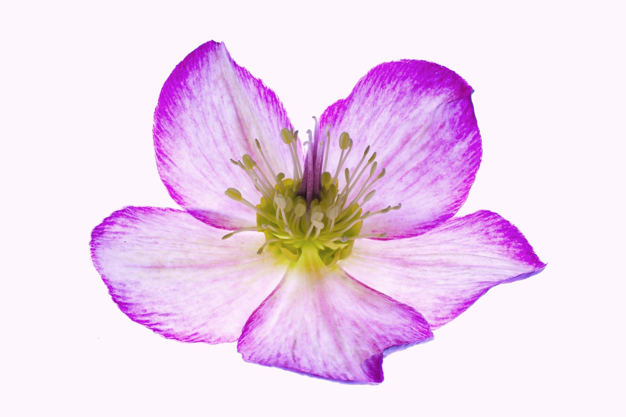 Hellebore picotee side stack edit 2.jpg