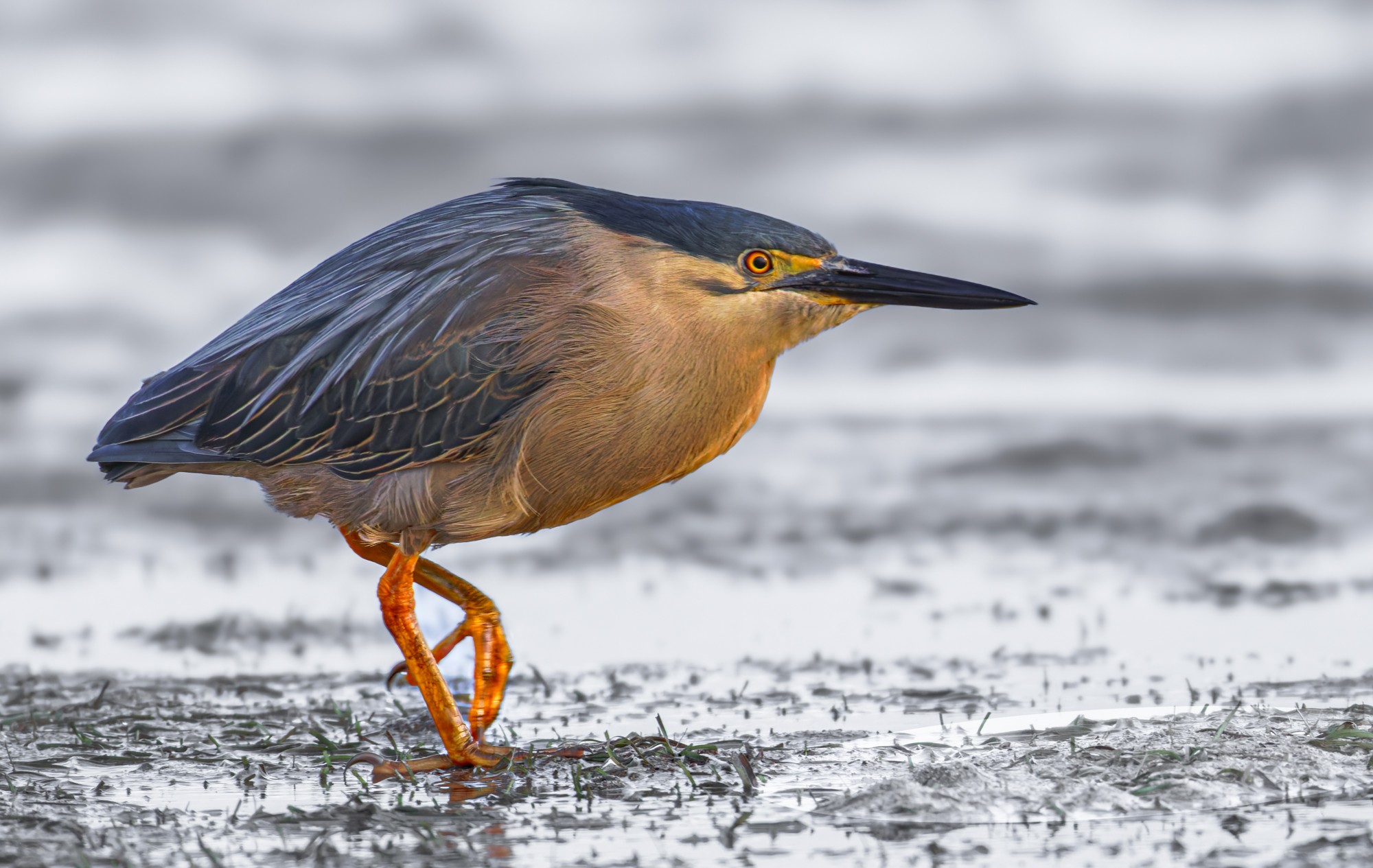 Striated Heron