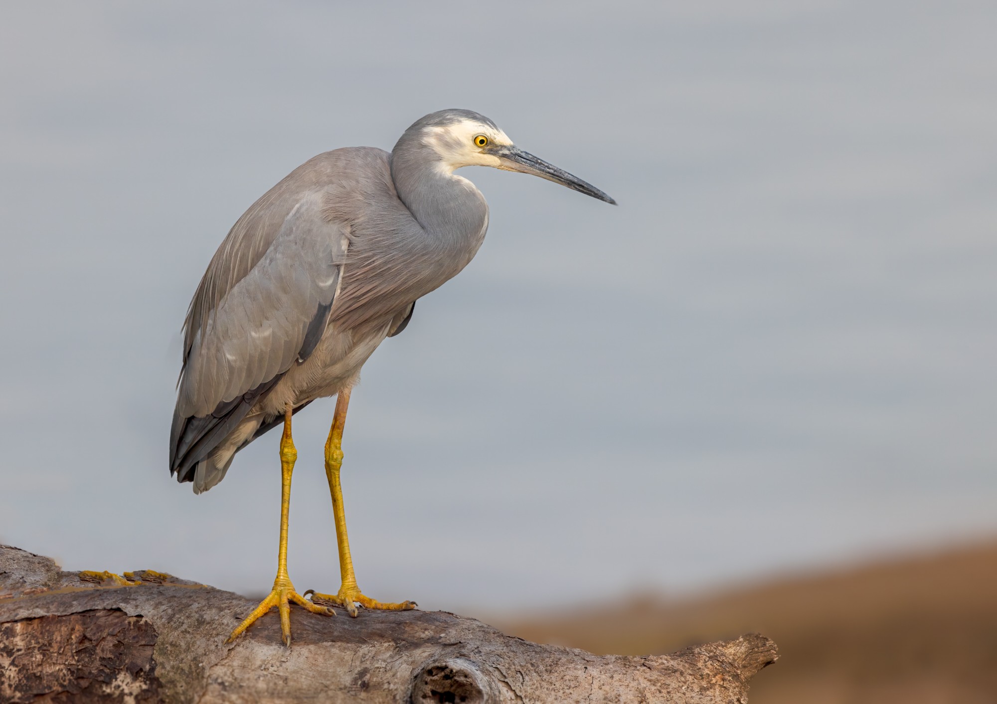 White-faced Heron : Tinchi Tamba, SE Queensland