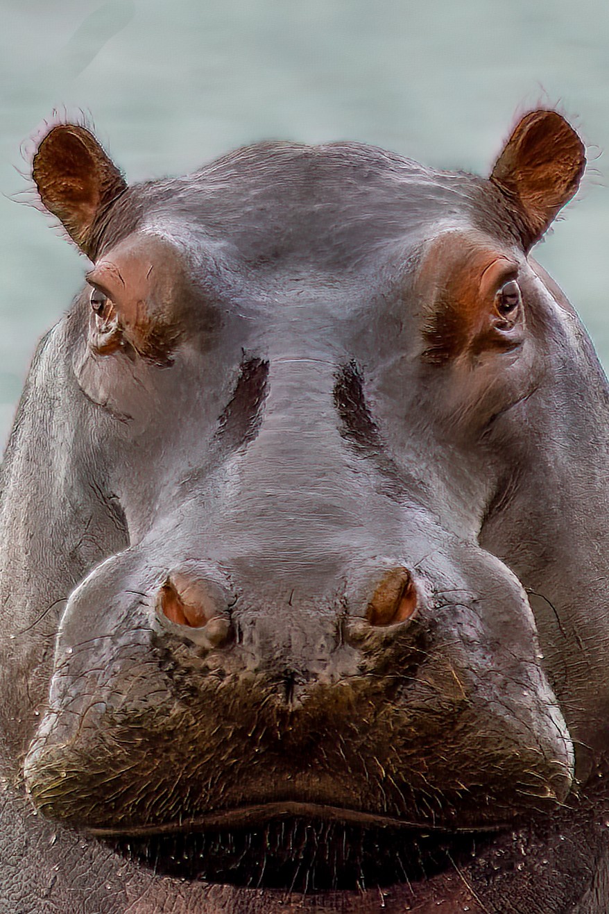 Hippo face (1 of 1).jpg