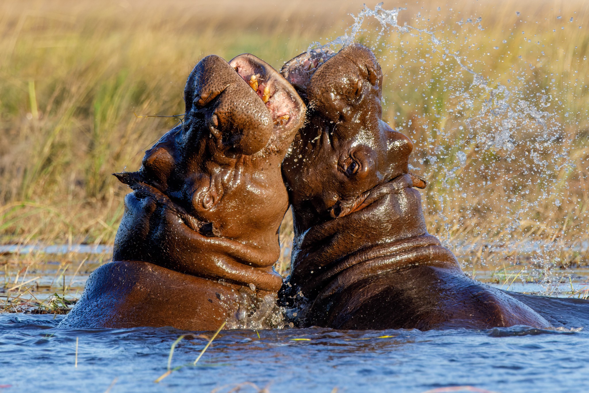 Hippos scraping, Chobe 2.jpg
