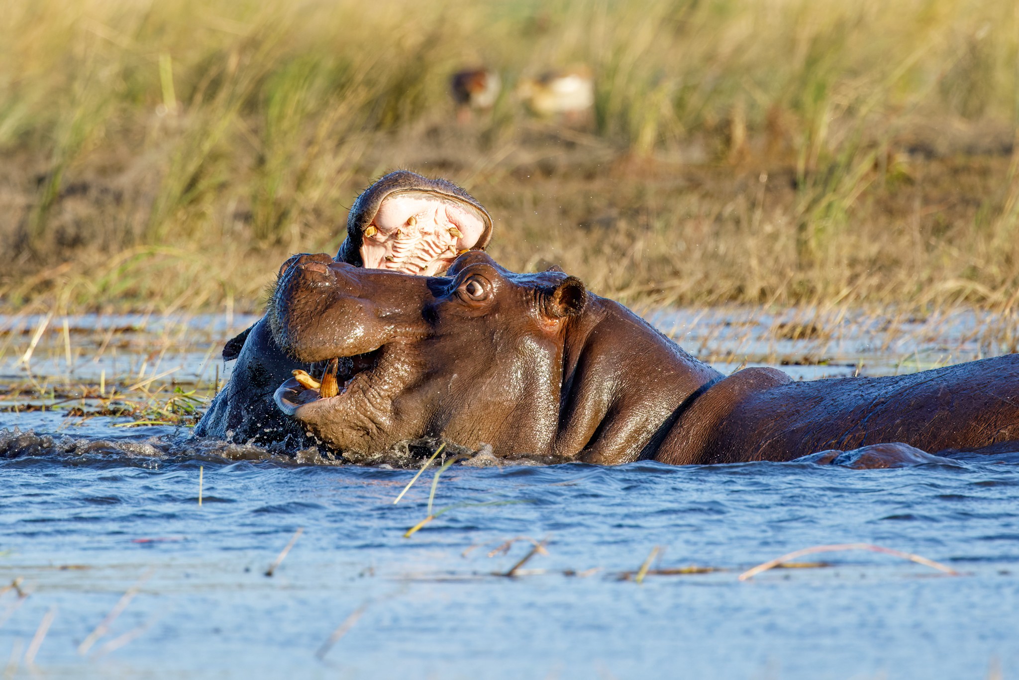 Hippos scraping, Chobe.jpg
