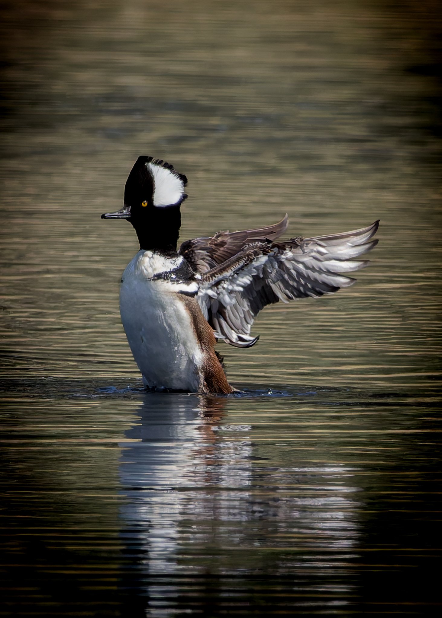 Hooded Merganser (drake).jpg