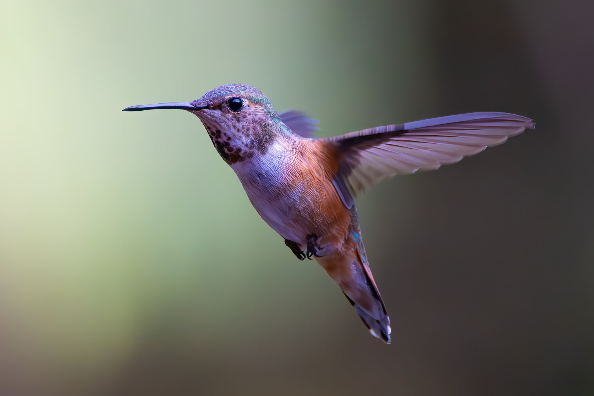 Hummingbird 6 6-14-23.jpg