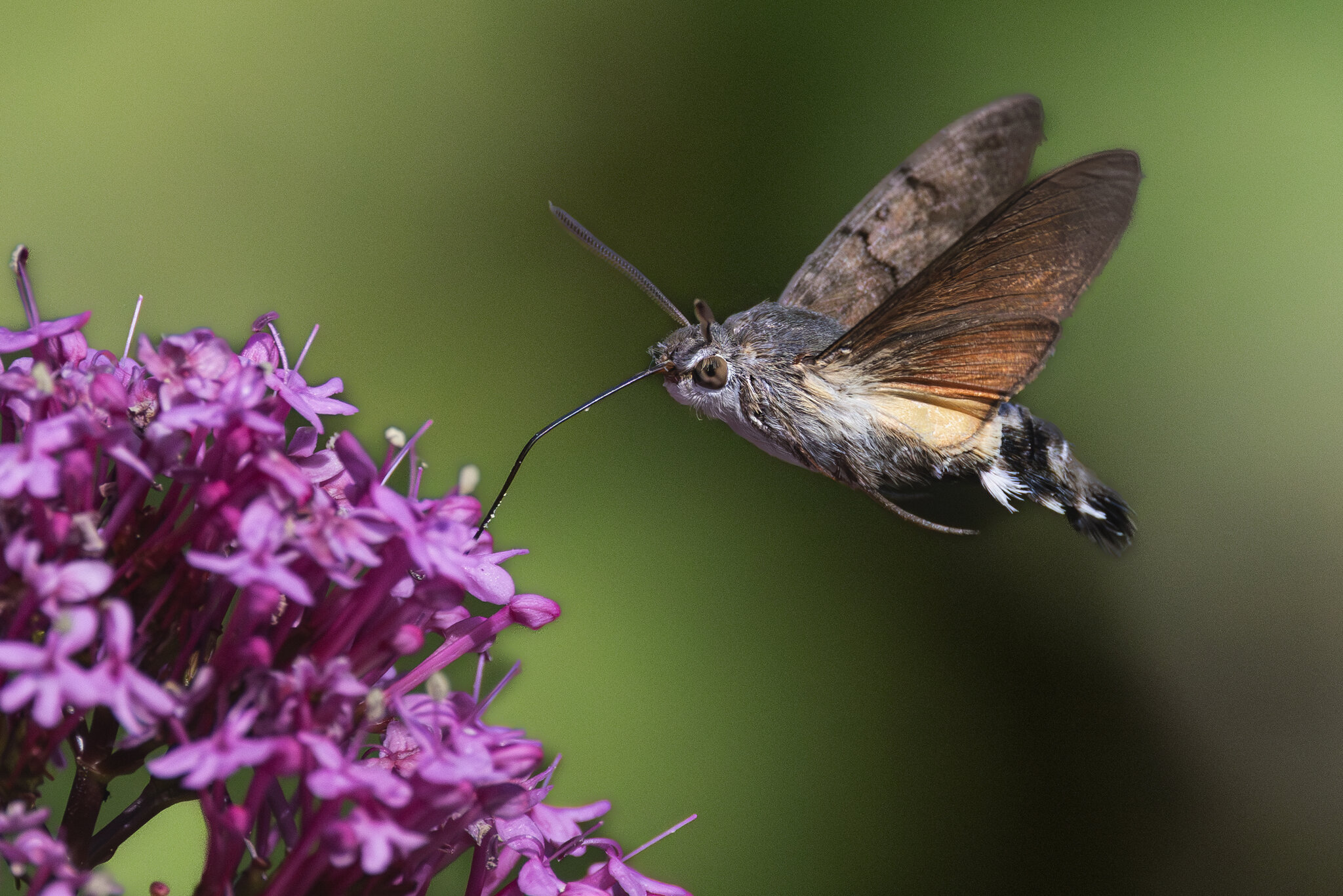 Hummingbird Hawkmoth.jpg