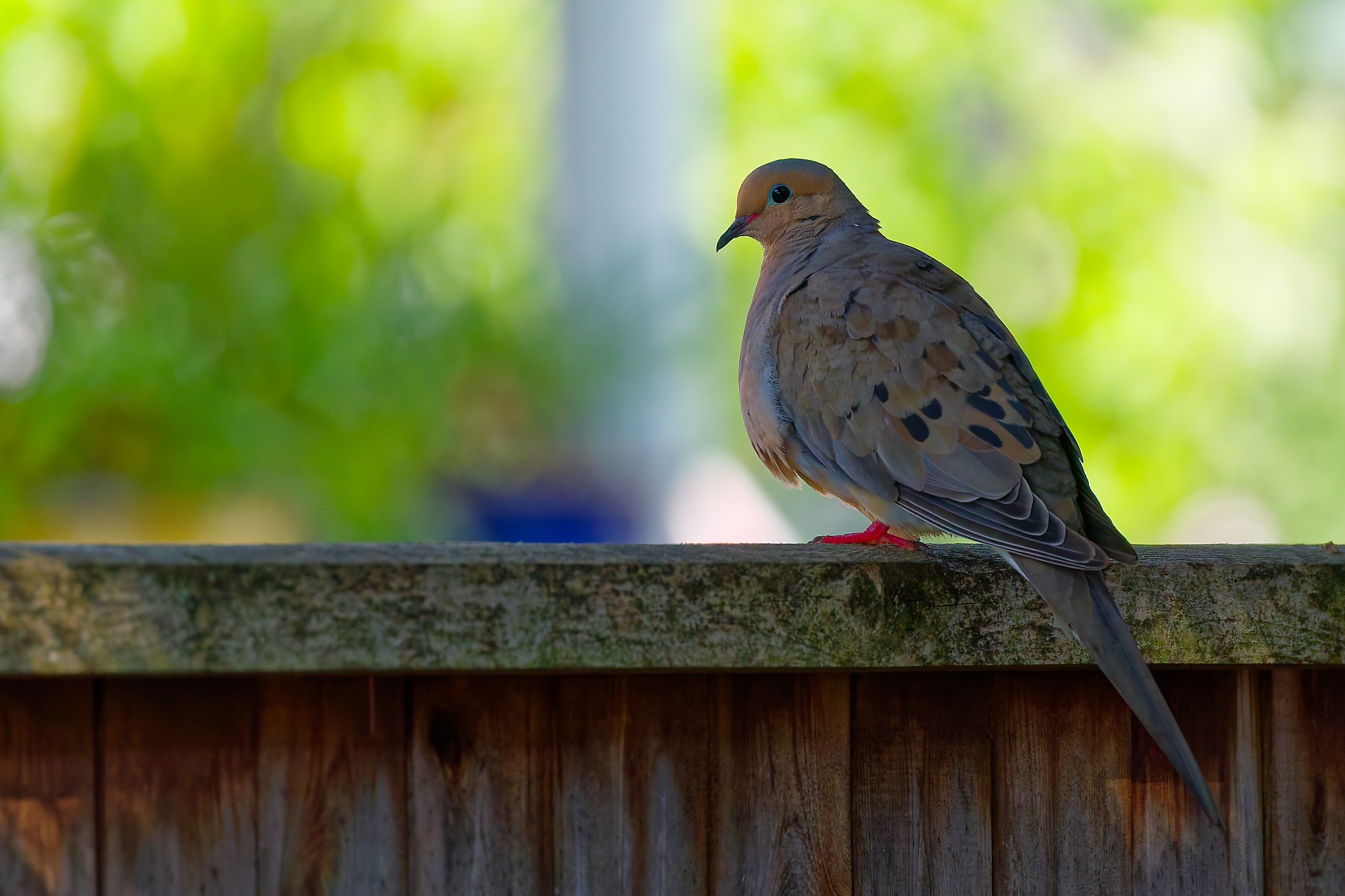 IMG_1723_3_DxO.jpg