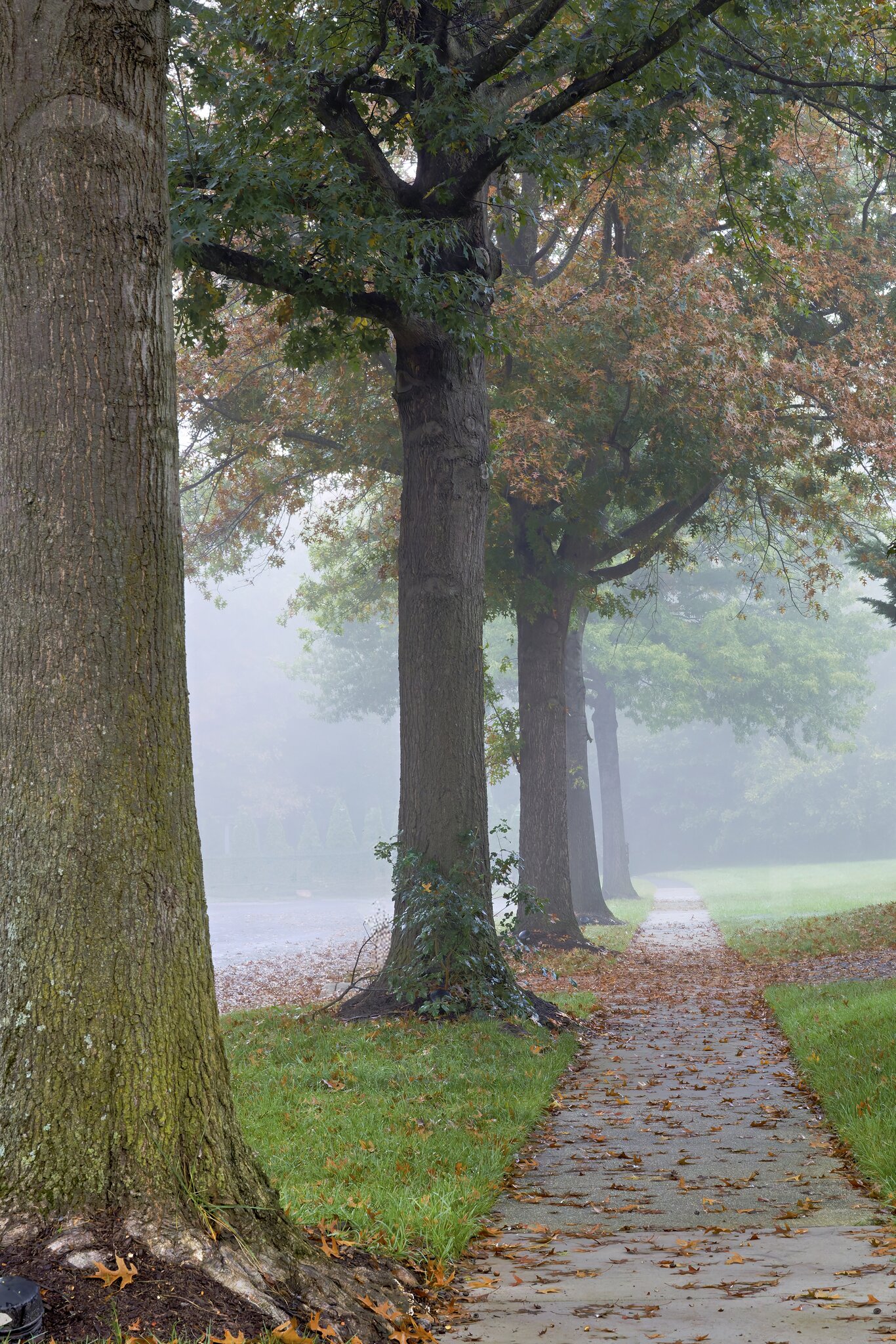 IntoTheFog2.jpg
