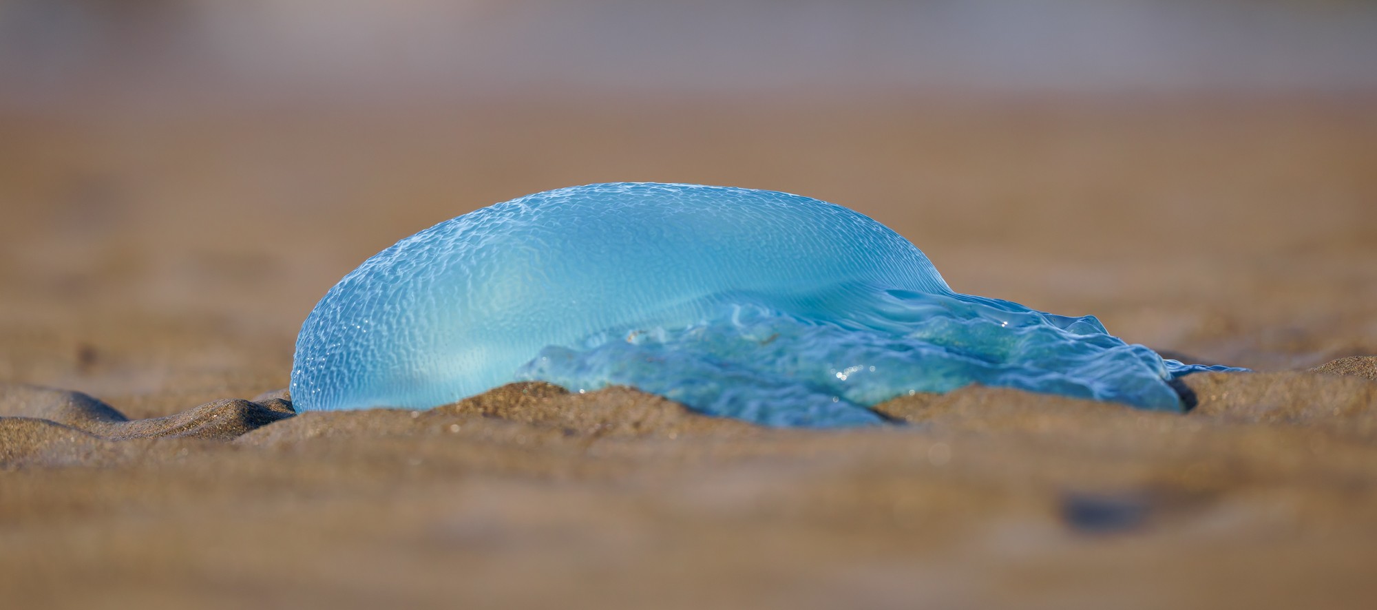 Blubber Jelly : Catostylus mosaicus