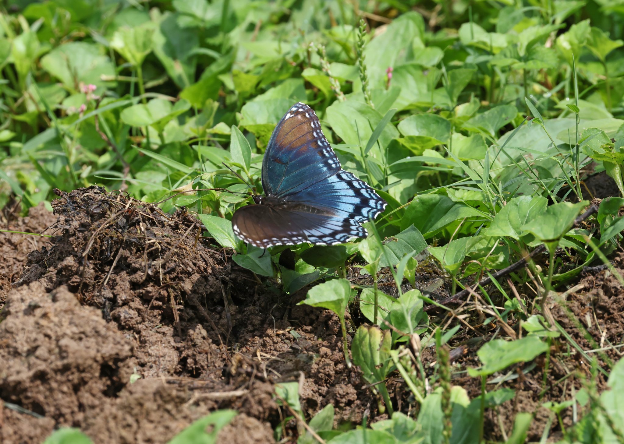 K41A4563-Red-spotted Purple Butterfly RFS 2.jpg