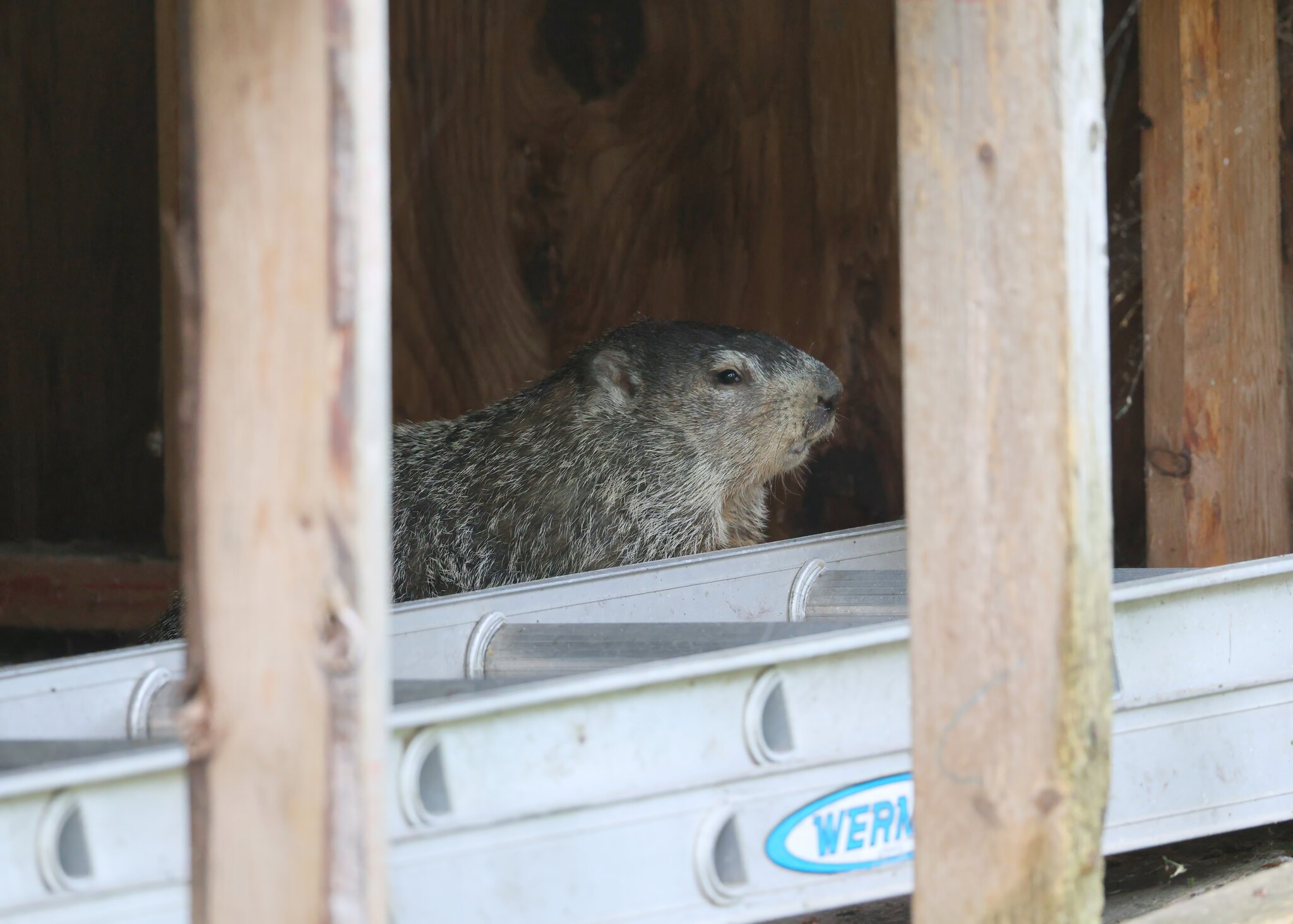 K41A7207 groundhog RFS.JPG