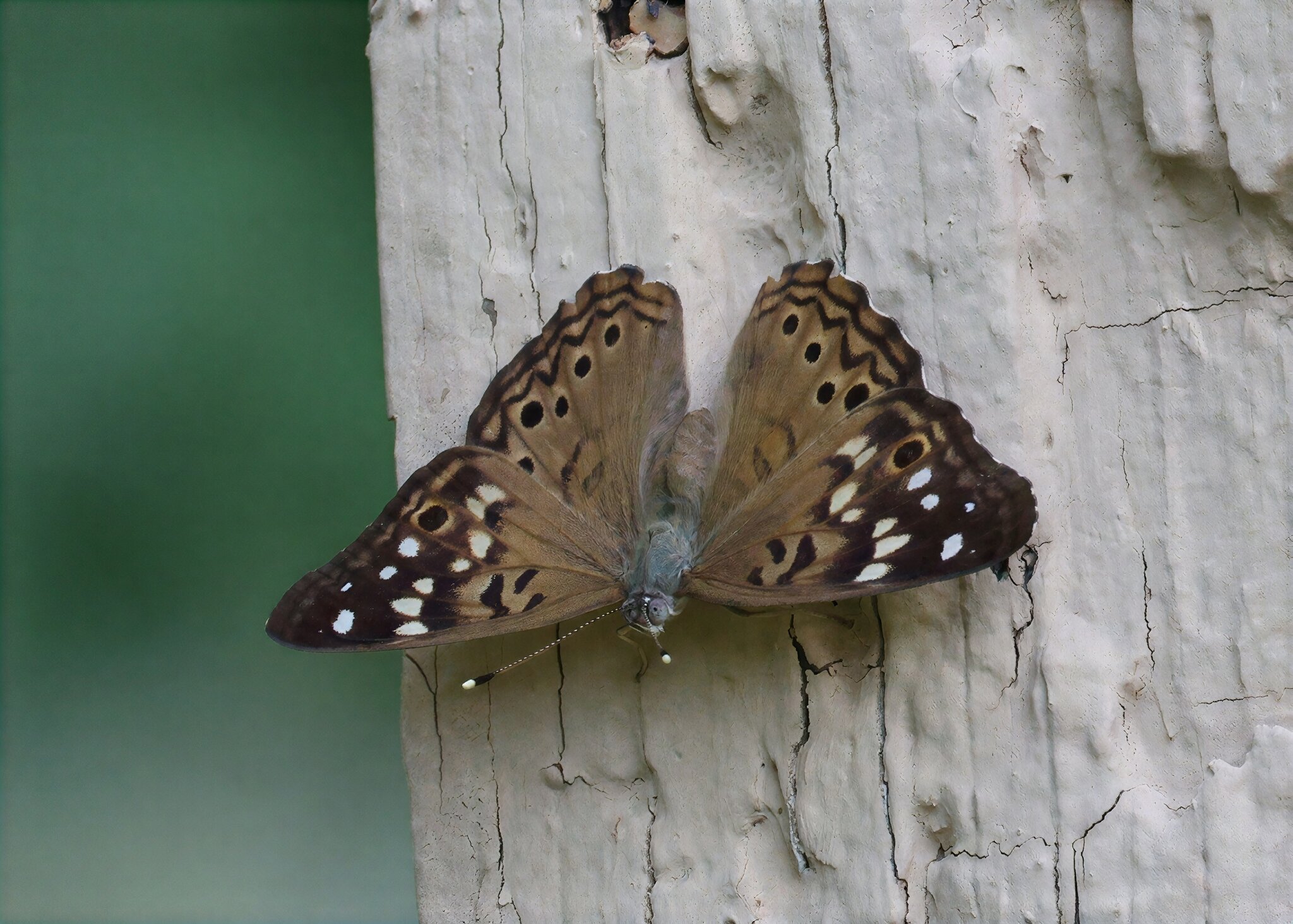 K41A9843 Hackberry Emporer RFS.jpg