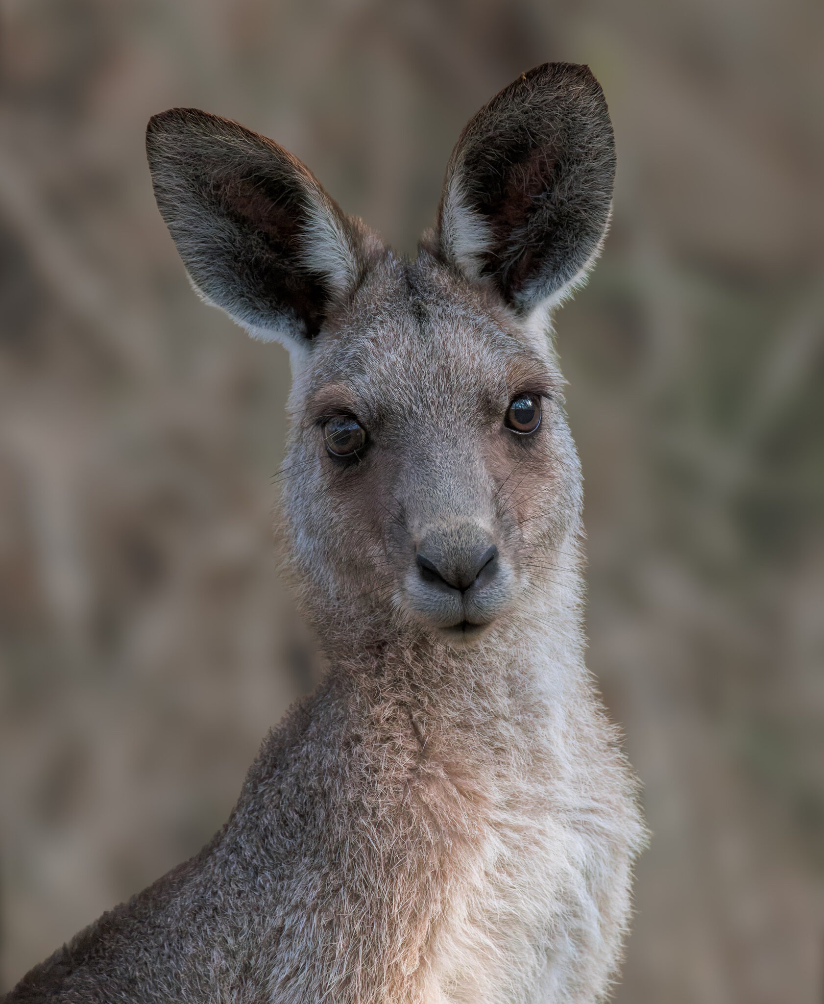 Eastern Grey Kangaroo : Tinchi Tamba Wetlands, Queensland