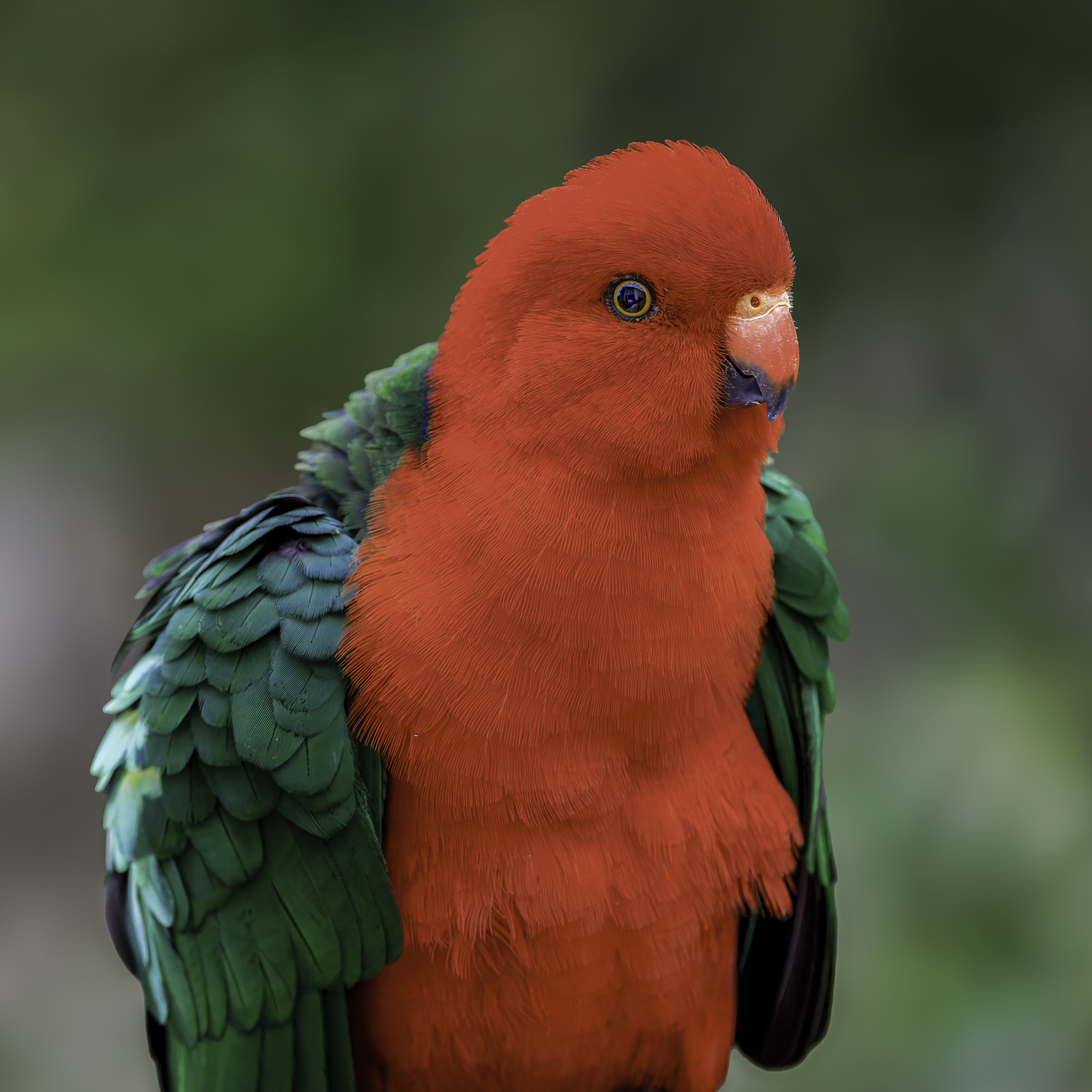 Australian King-Parrot