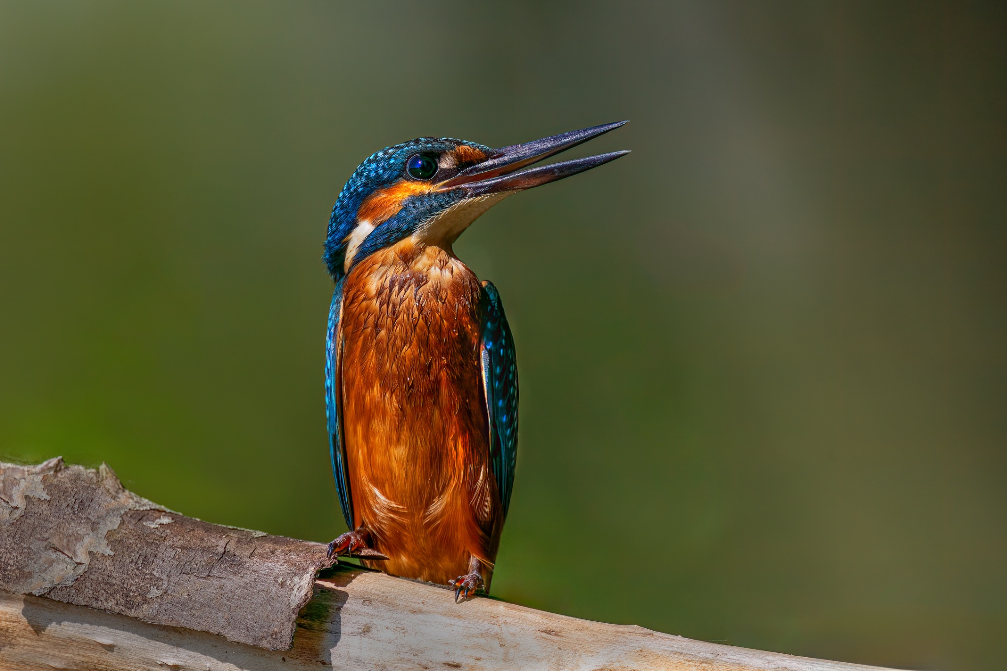 Kingfisher-43.jpg