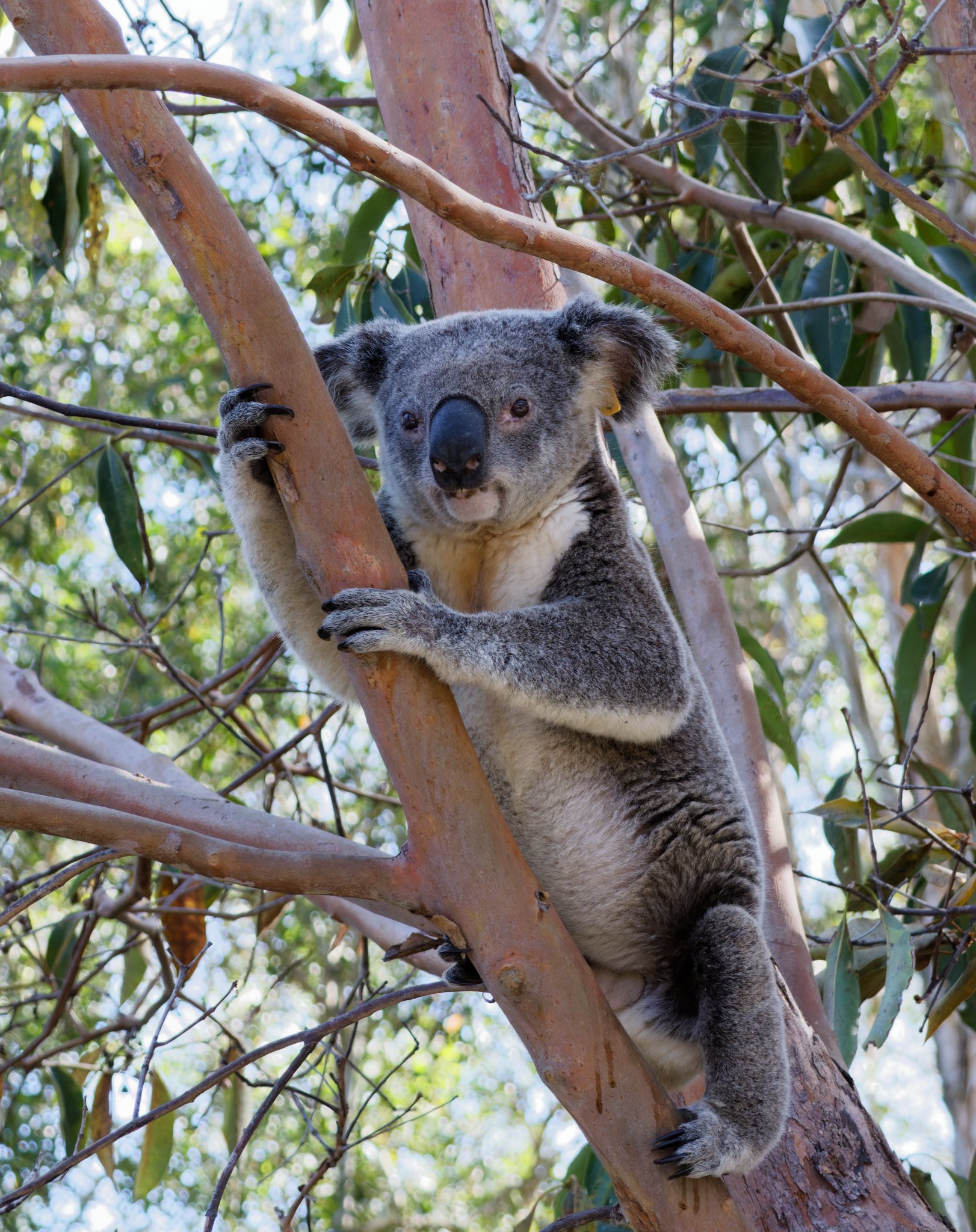 Koala 4.jpg