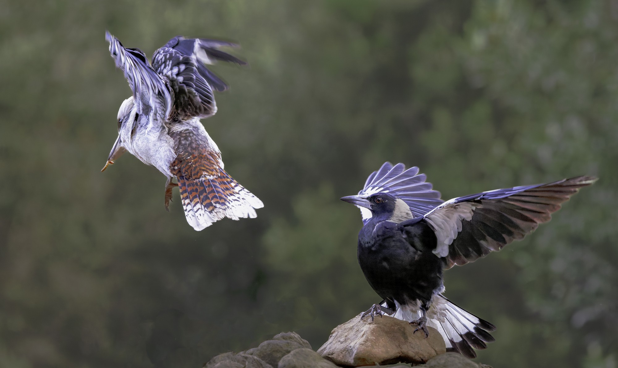 Kookaburra and Magpie