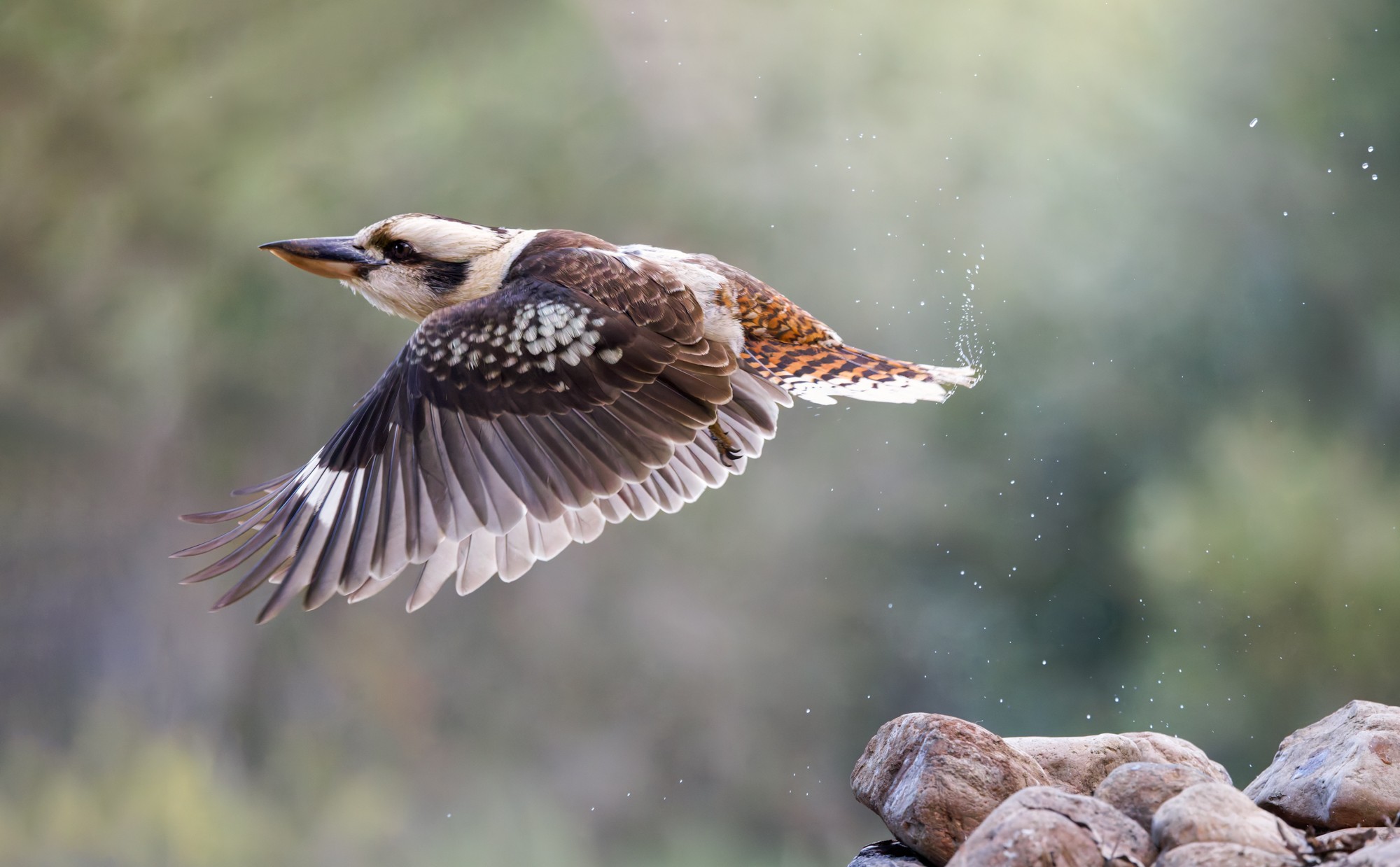 Kookaburra takes flight