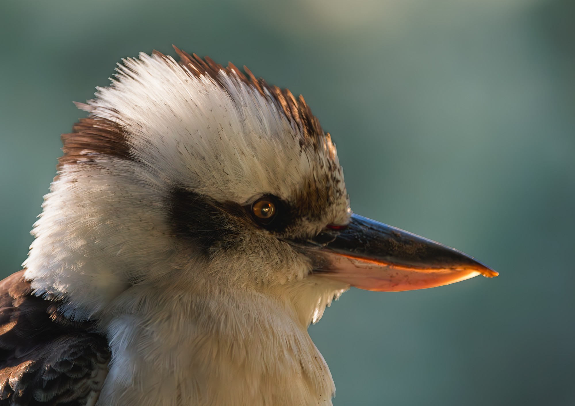 Laughing Kookaburra